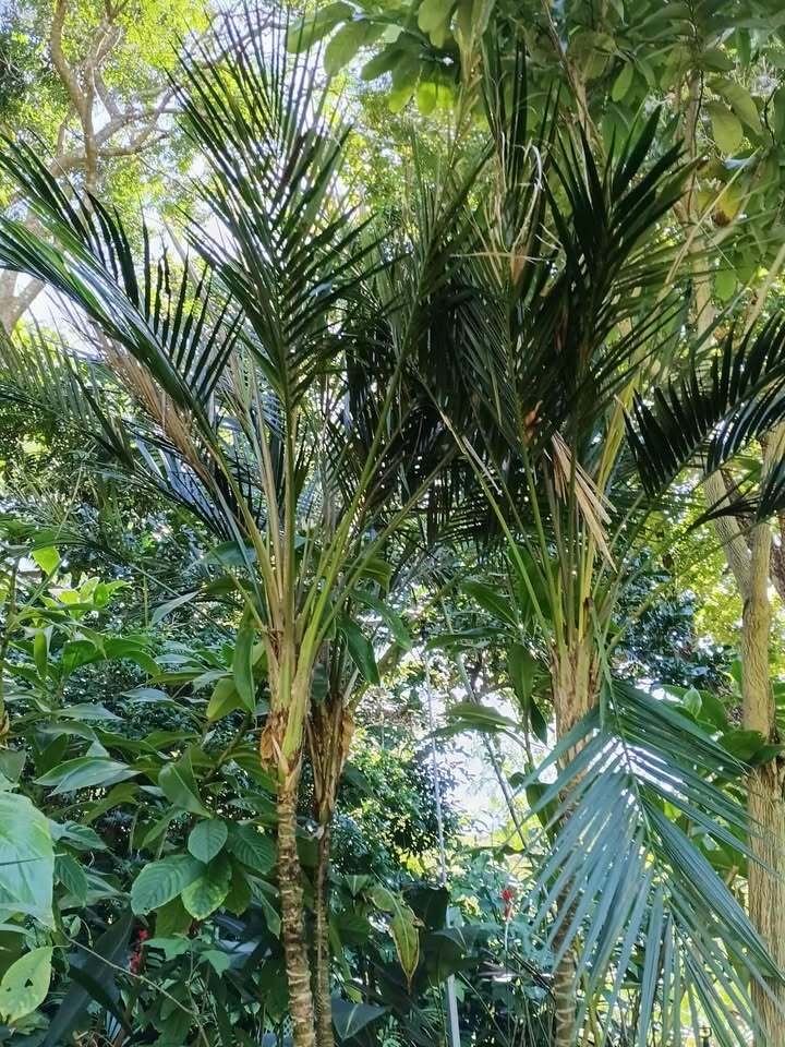 David Parker Laccospadix australasicus