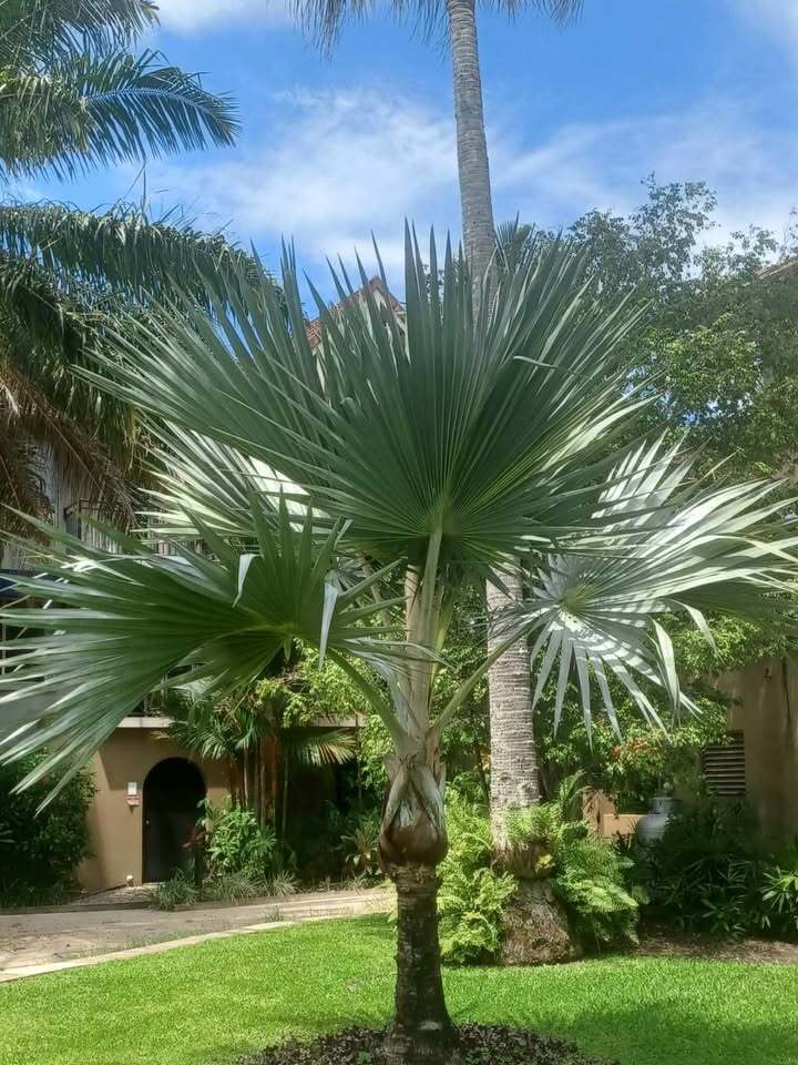 Latania lontaroides