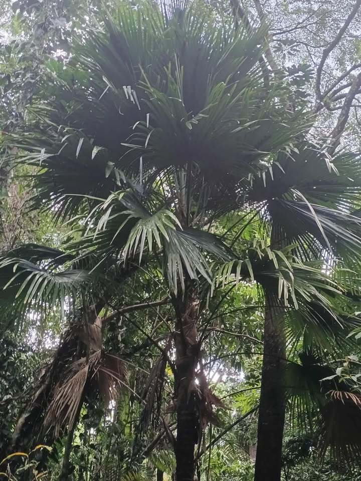Saribus rotundifolius