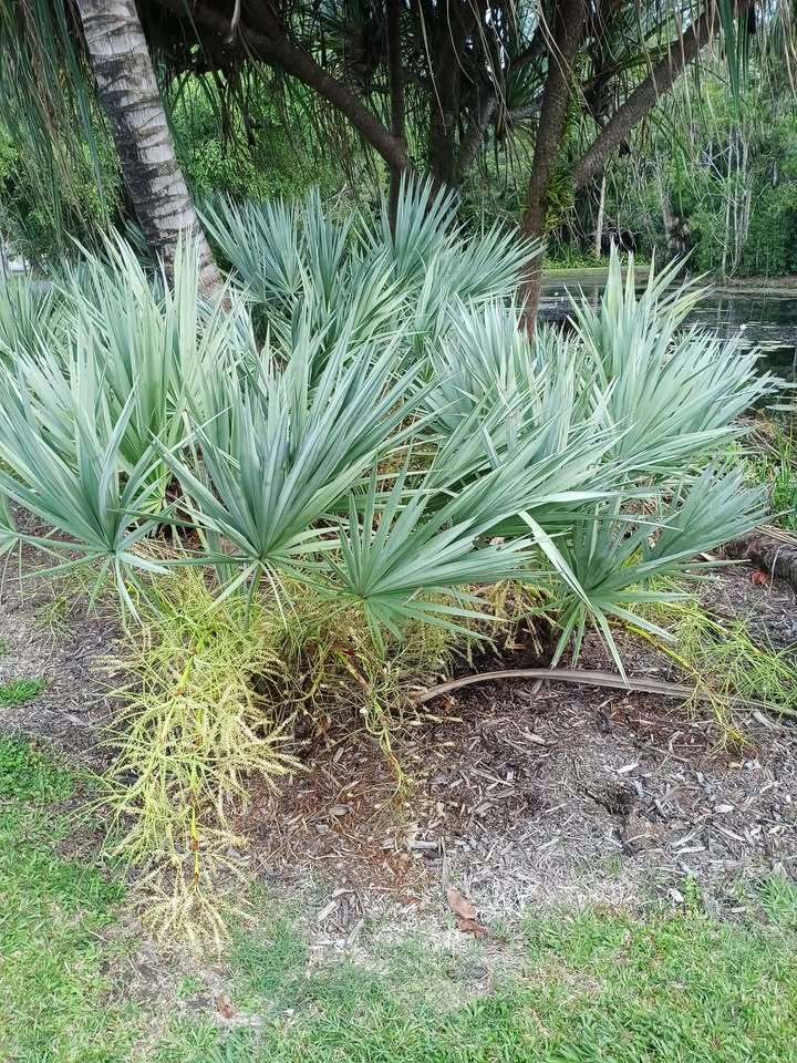 Serenoa repens sp. silver