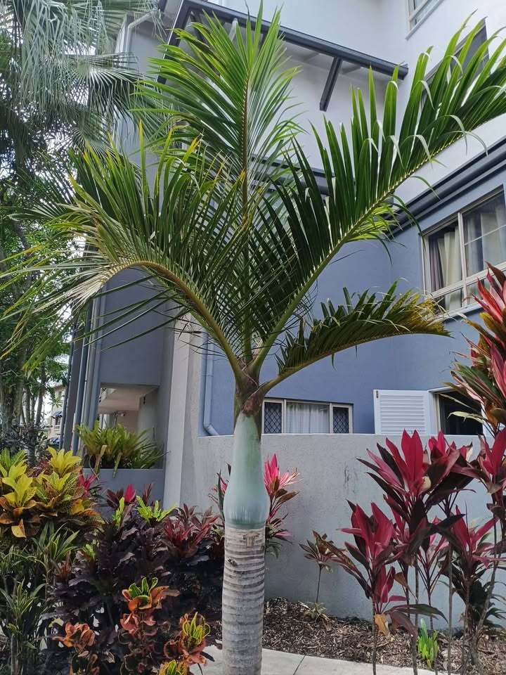 Hyophorbe verschaffeltii