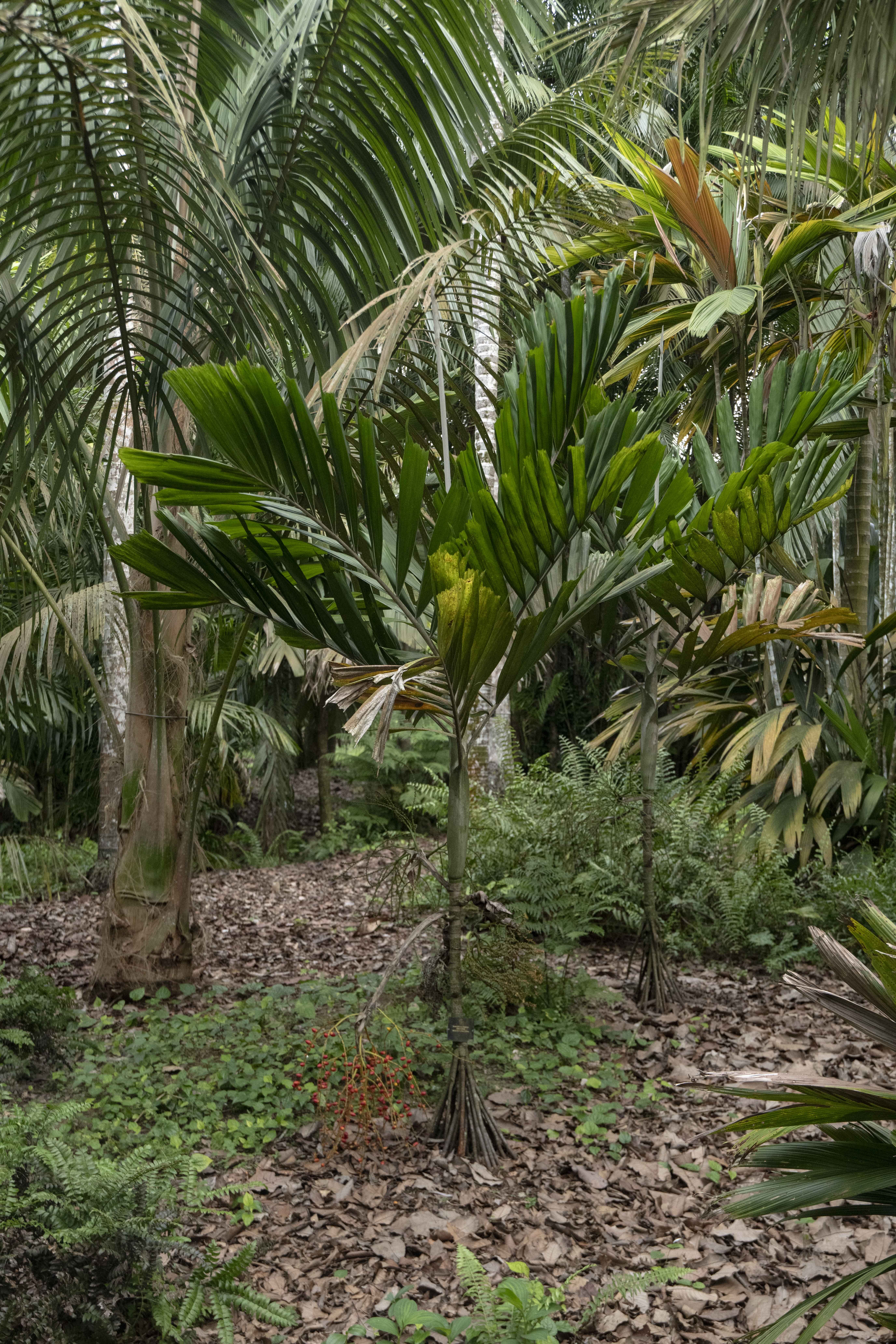 Drymophloeus litigiosus at Singapore Botanic Gardens