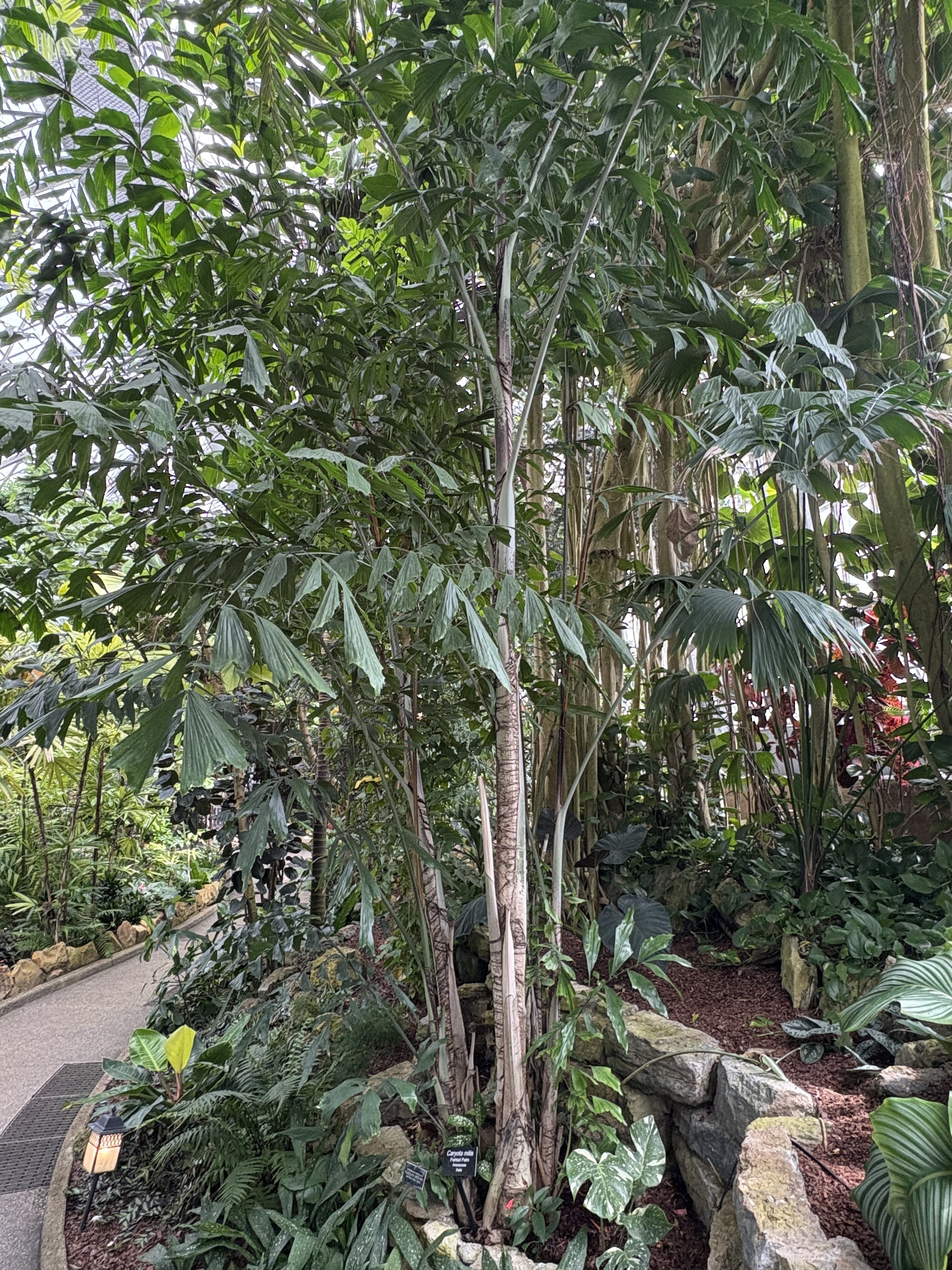 Caryota mitis