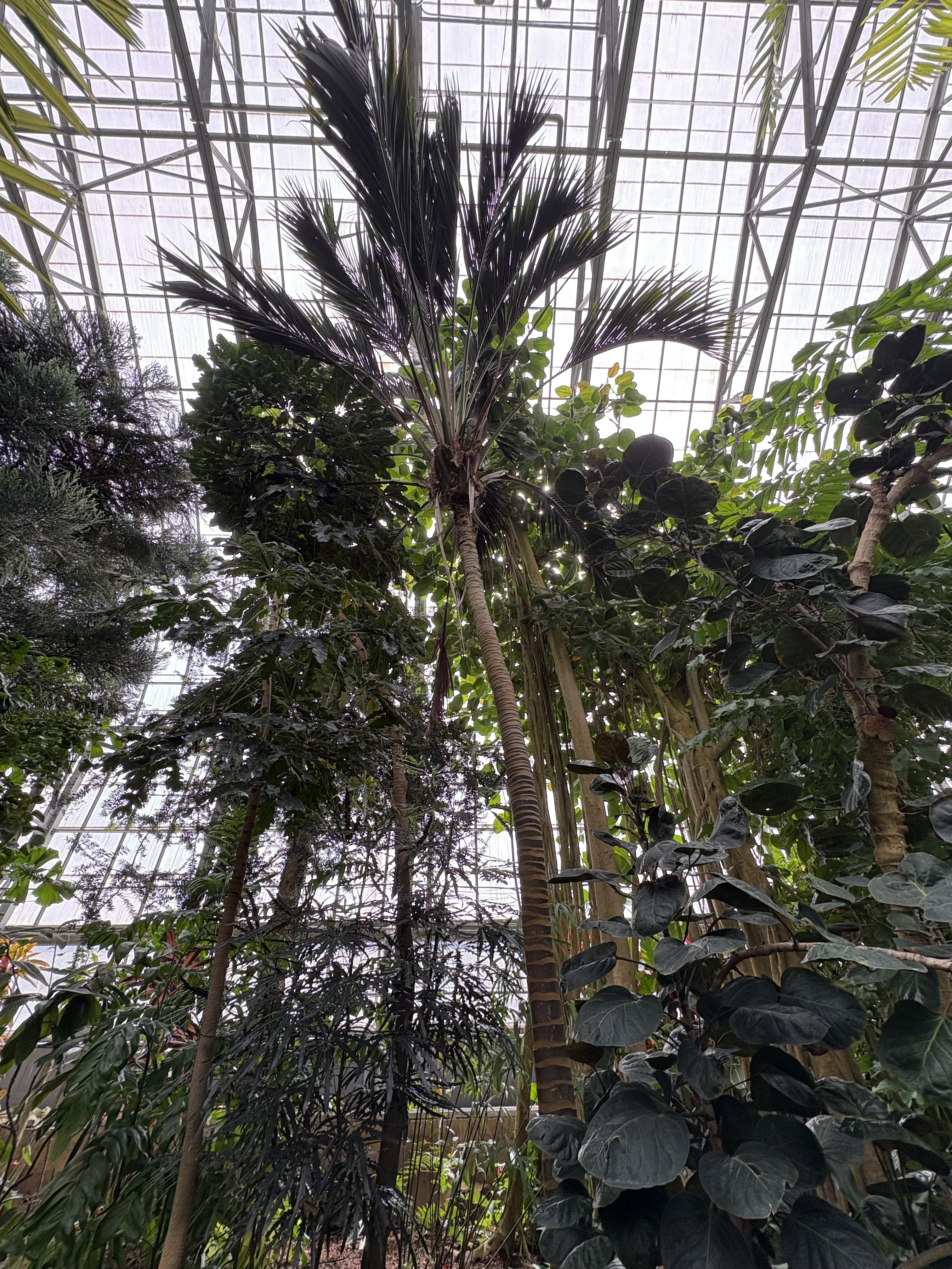 Krohn Conservatory Howea belmoreana