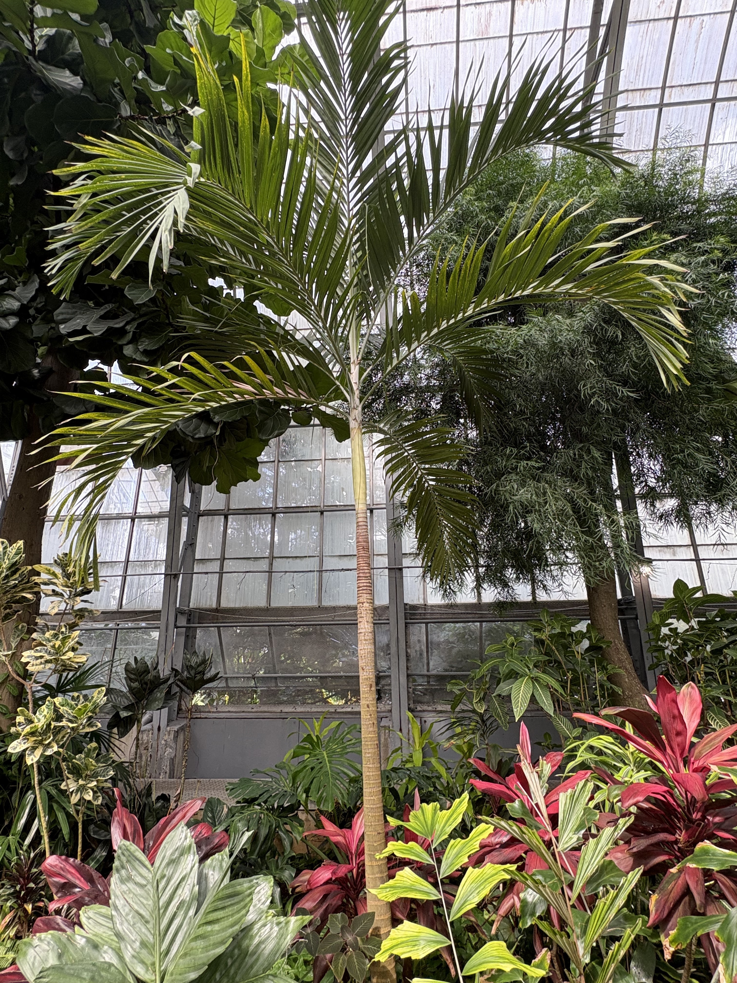 Krohn Conservatory Adonidia merrillii