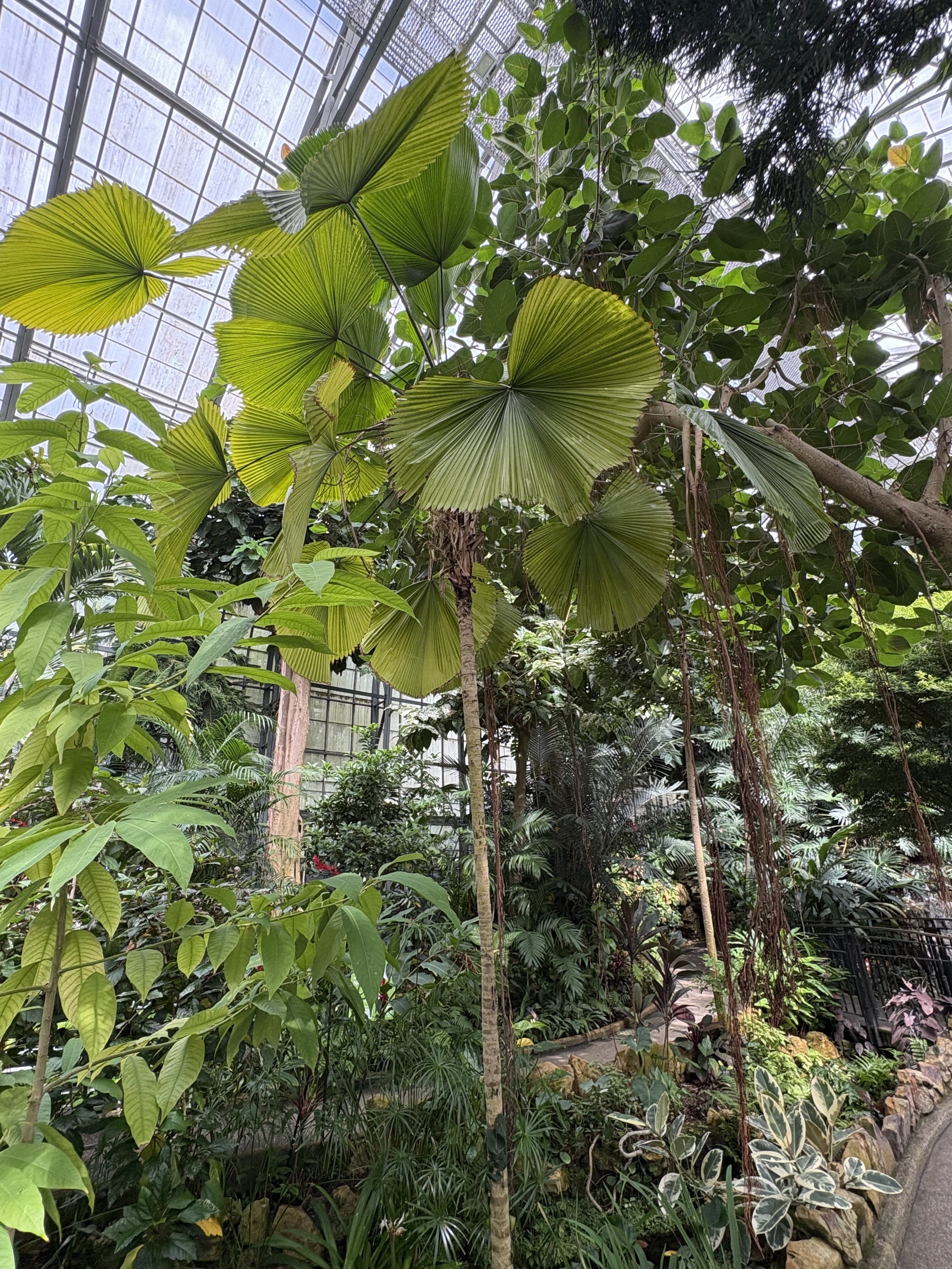 Licuala grandis