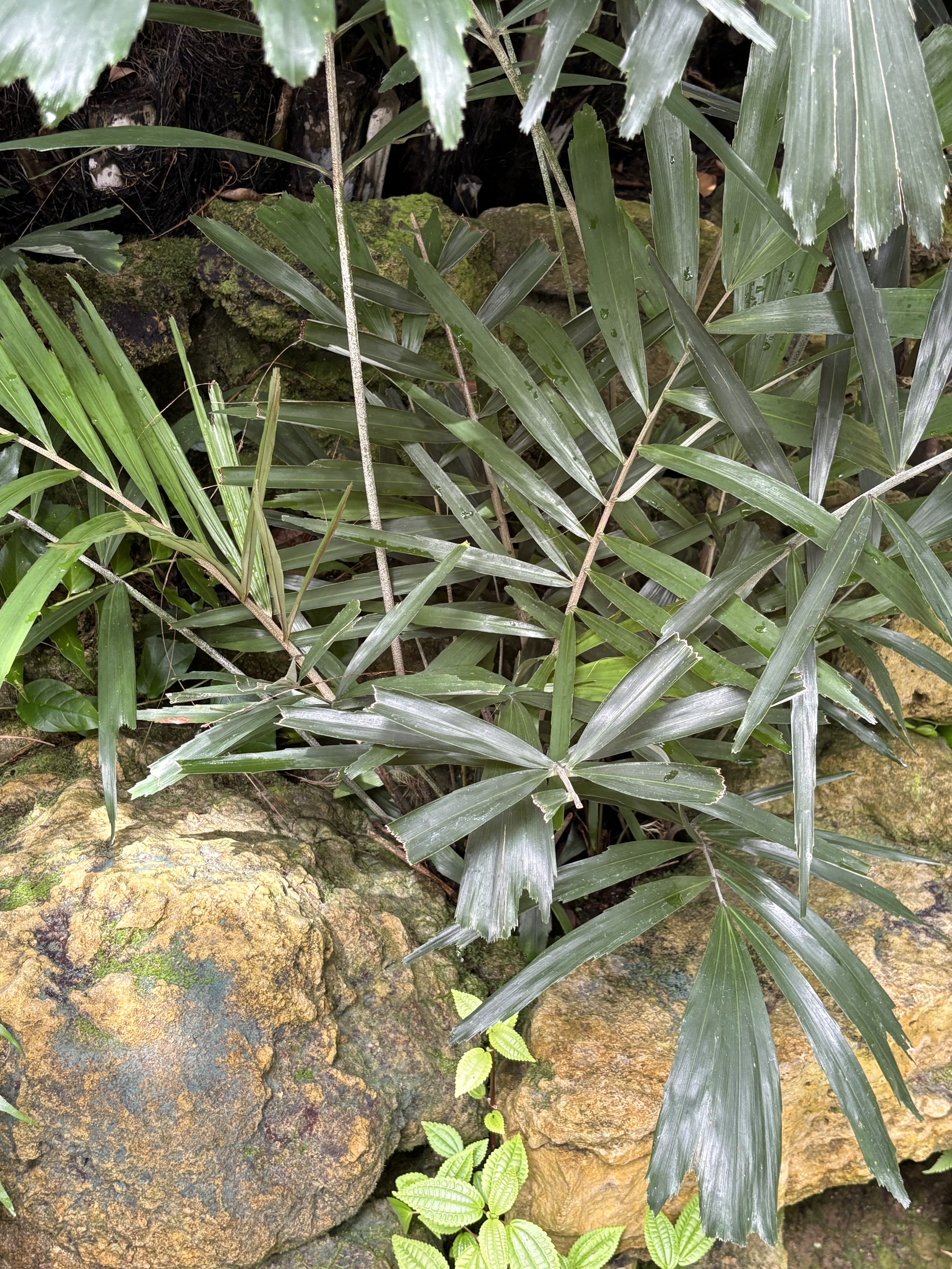 Arenga engleri
