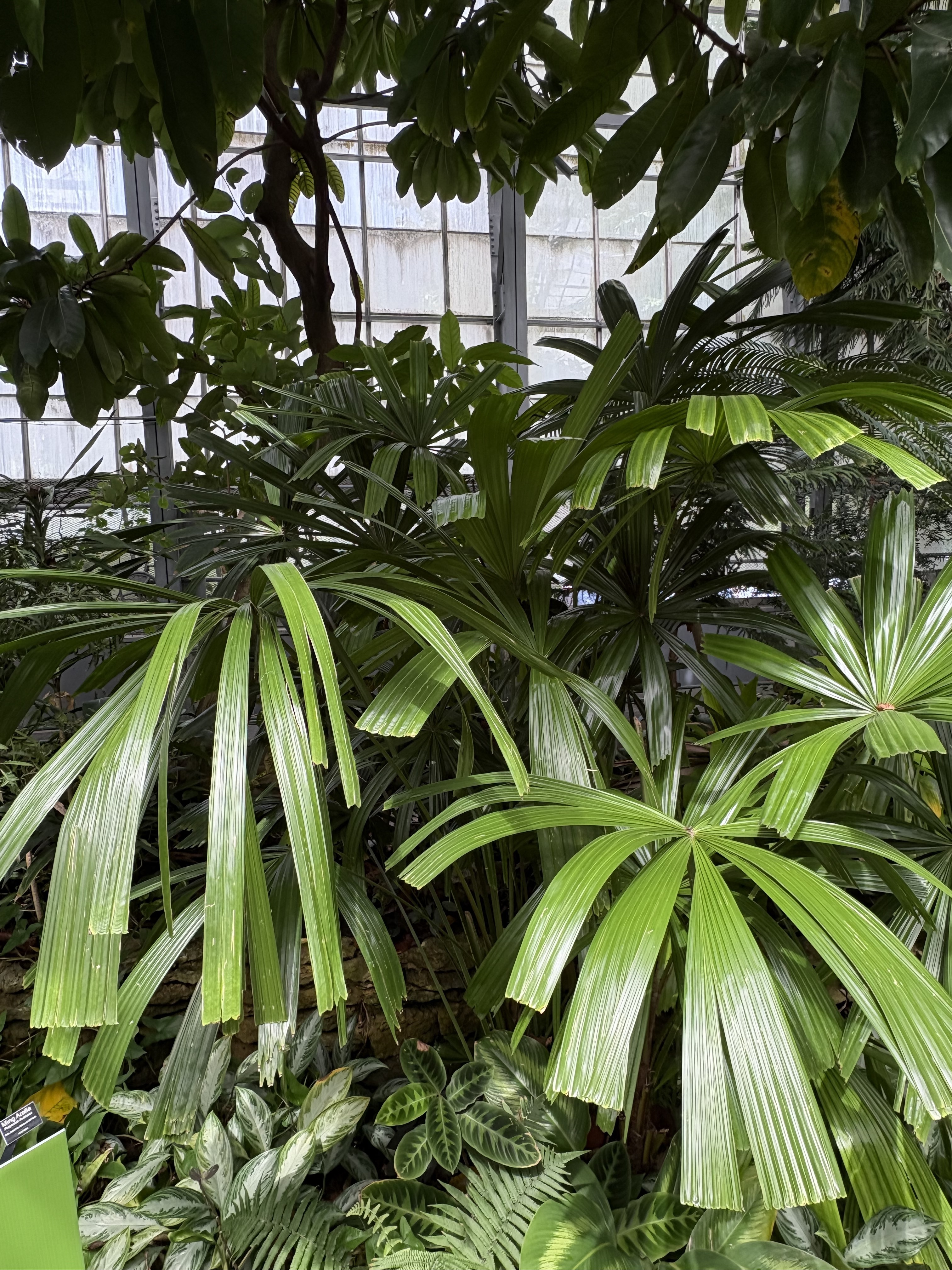 Licuala spinosa
