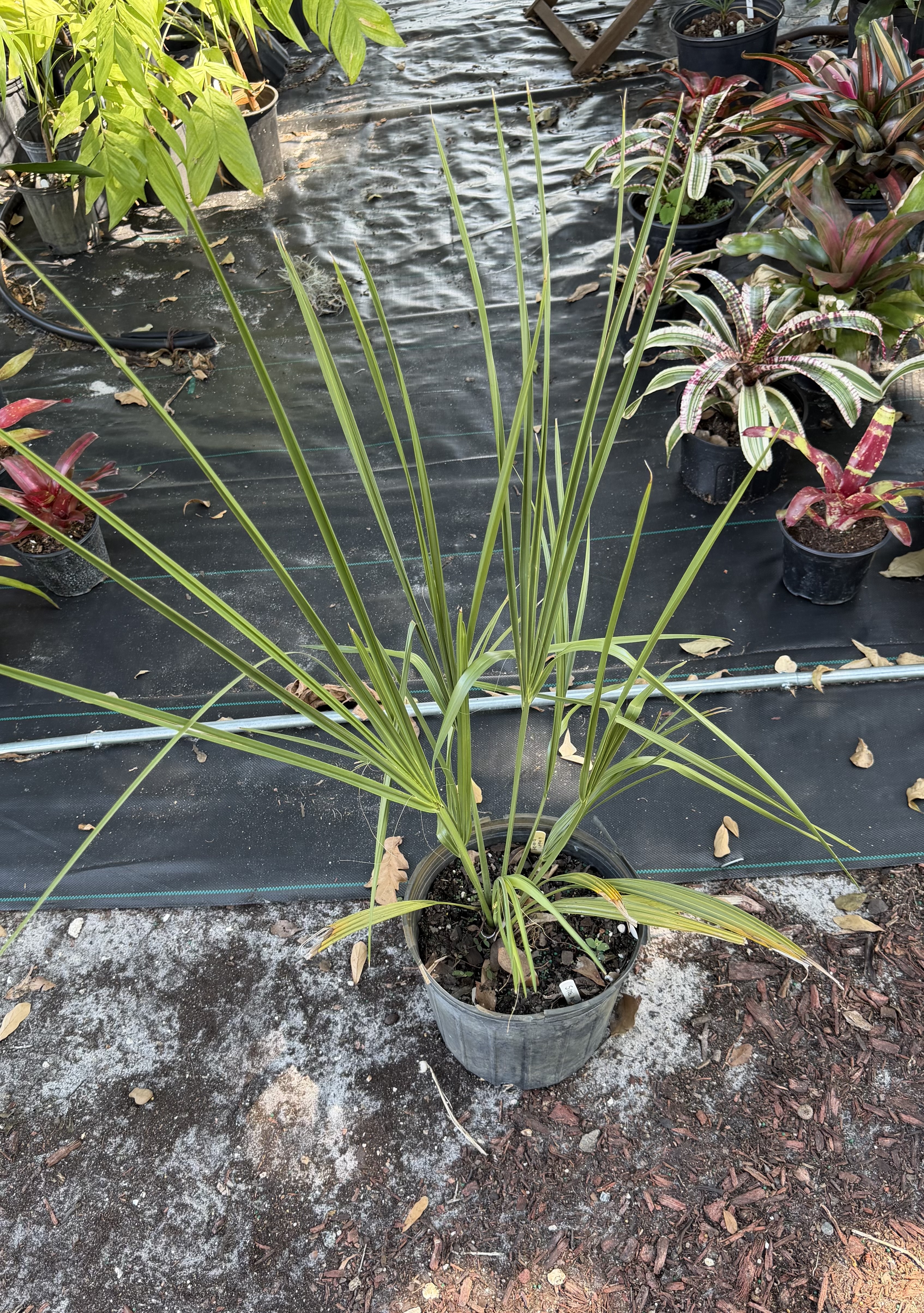 Sabal rosei