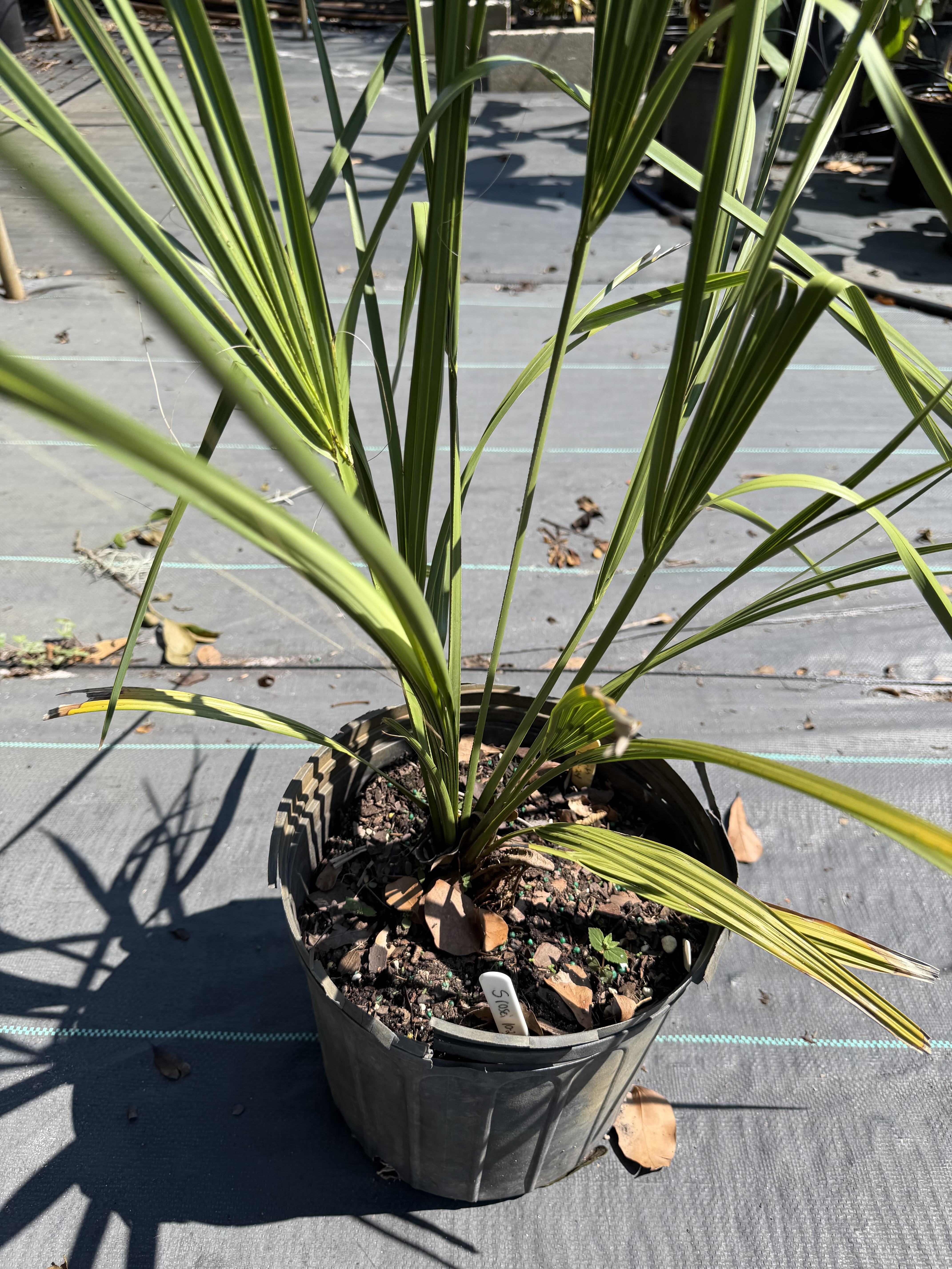 Sabal rosei