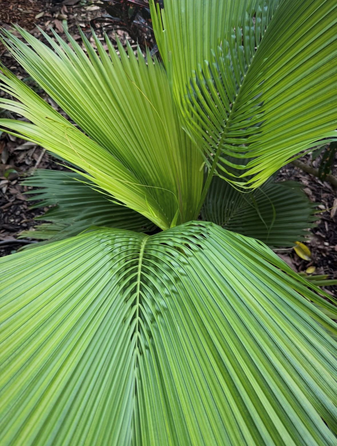 Beccariophoenix fenestralis