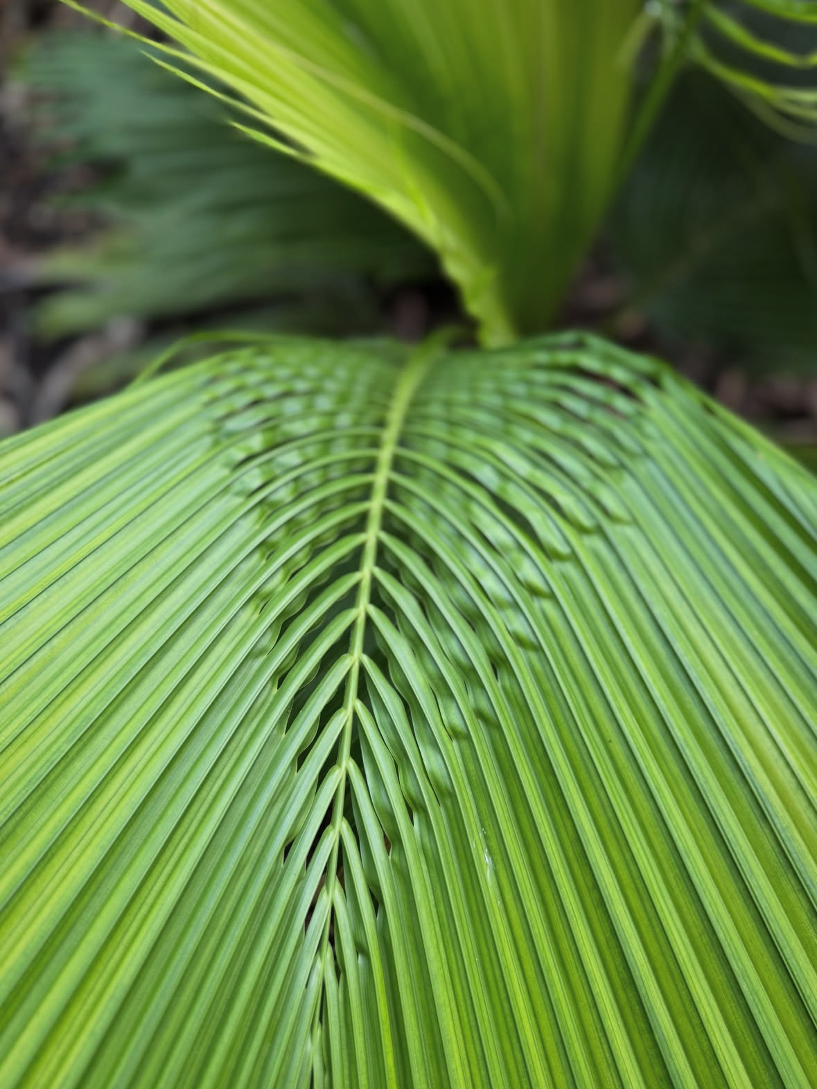 Beccariophoenix fenestralis