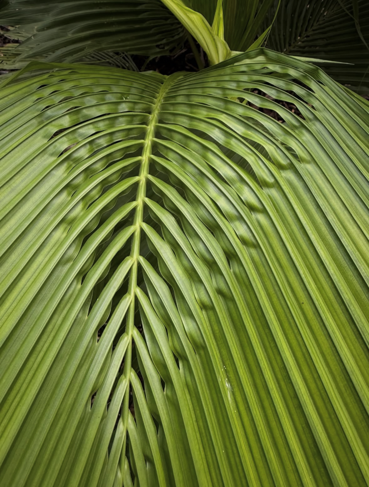 Beccariophoenix fenestralis