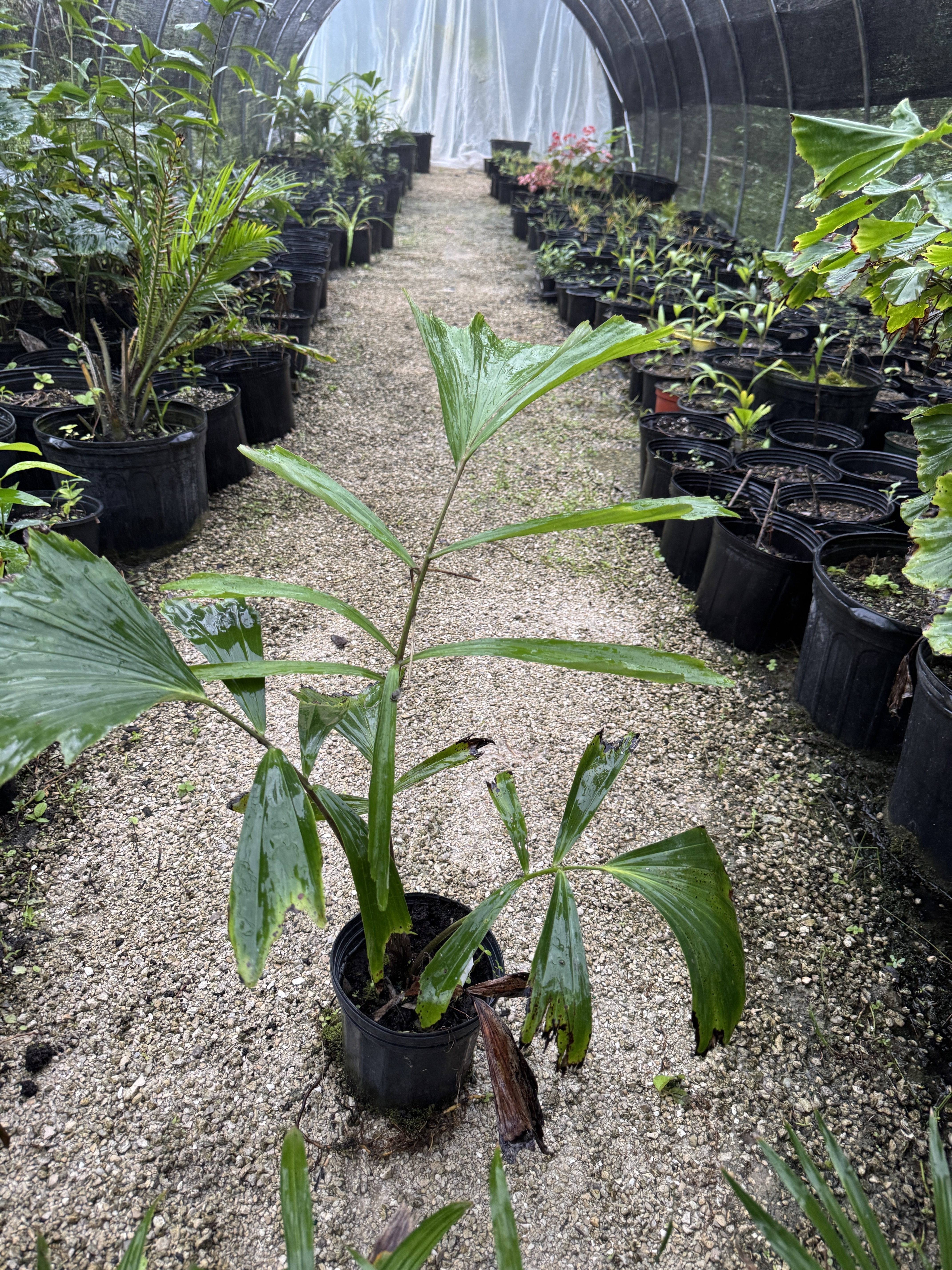 Arenga pinnata