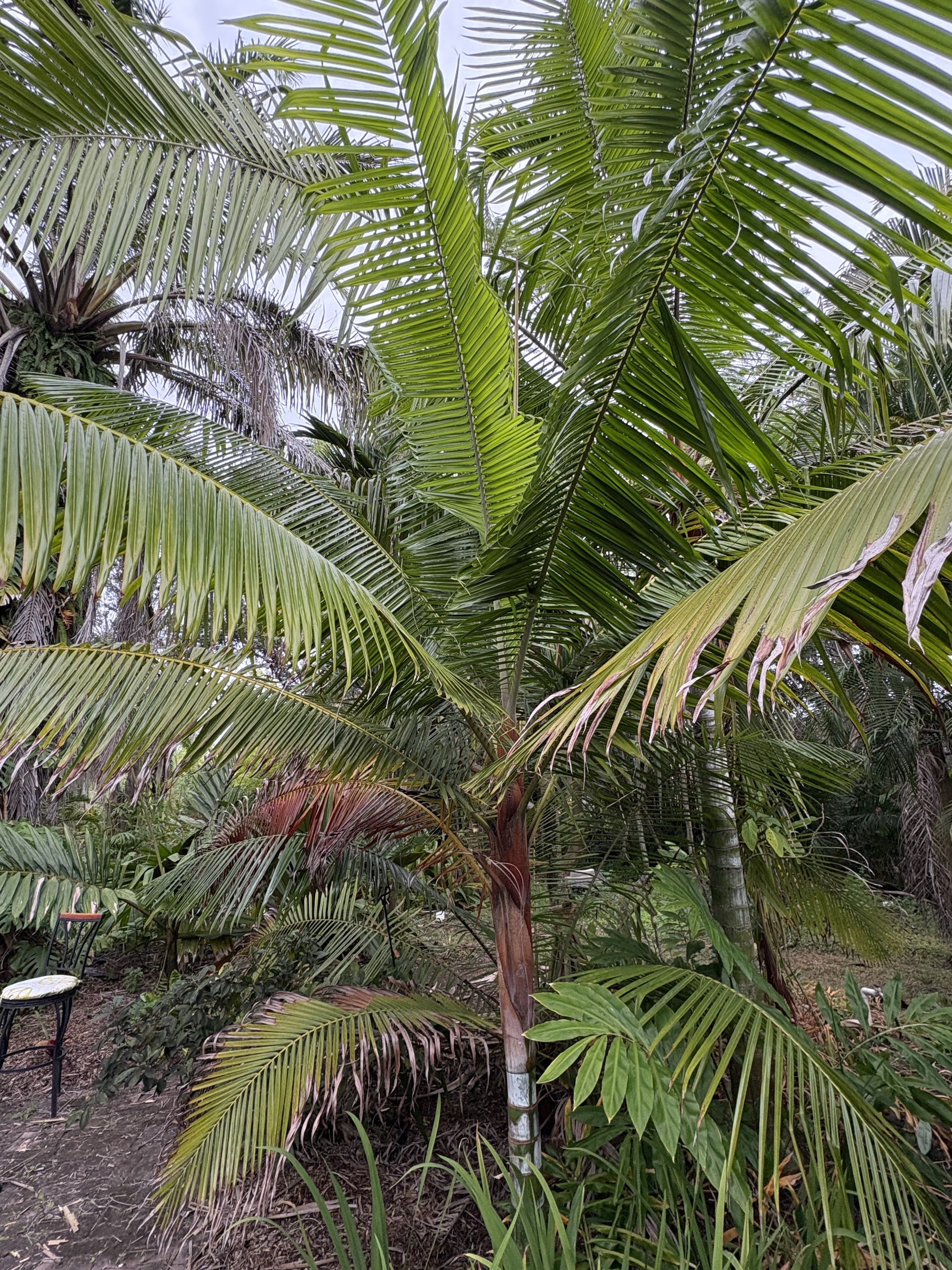 Chrysalidocarpus leptocheilos