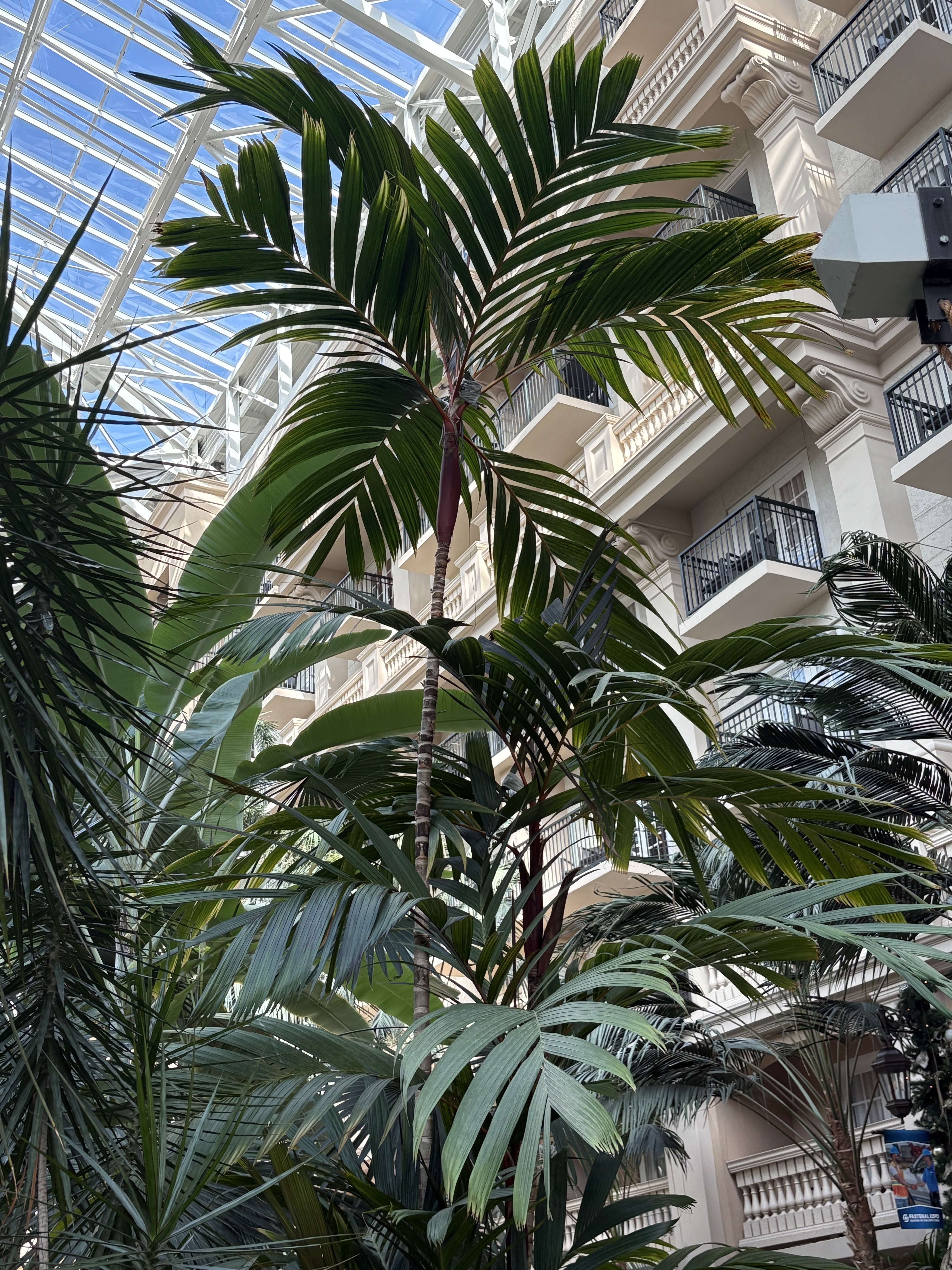 Areca vestiaria - maroon