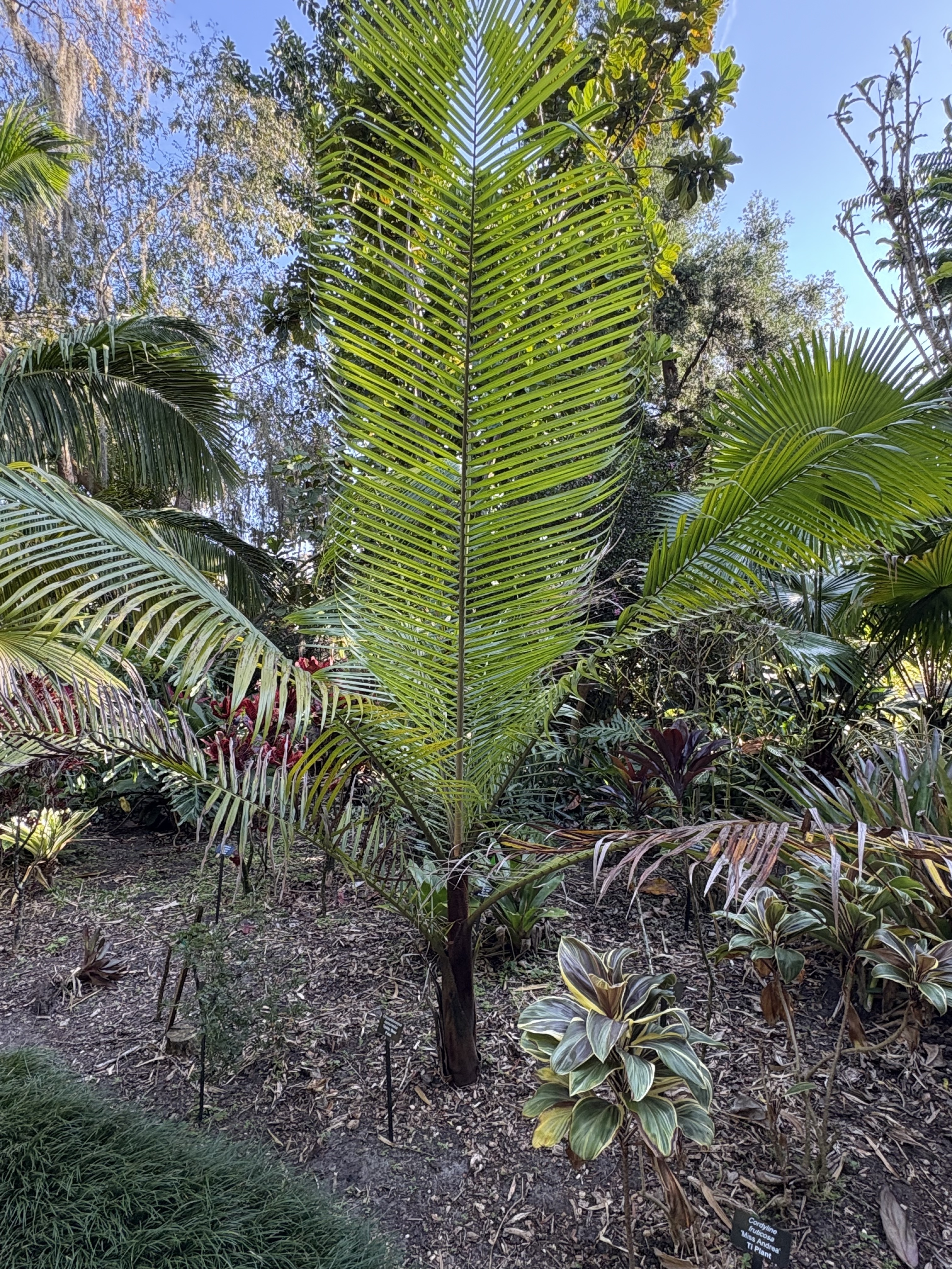 Chrysalidocarpus leptocheilos