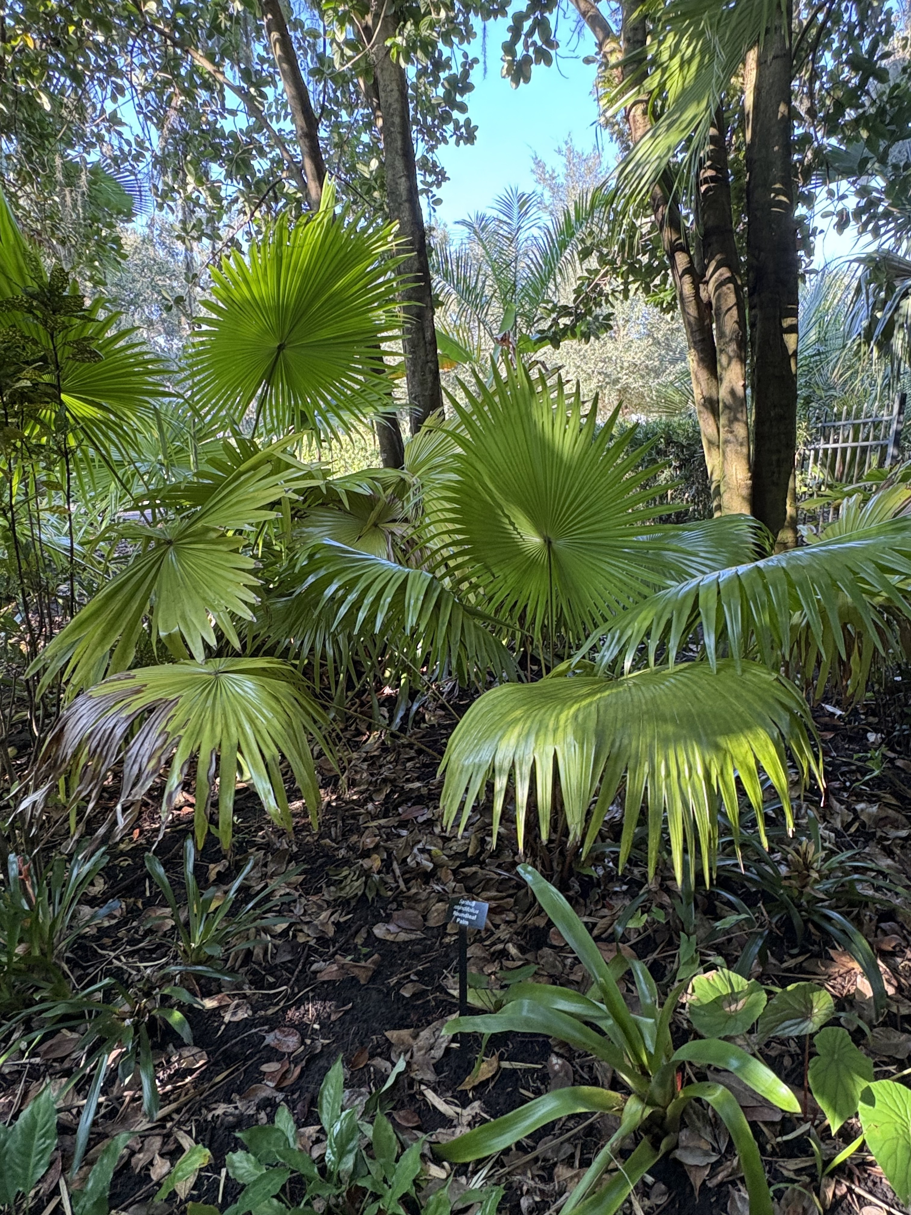 Saribus rotundifolius