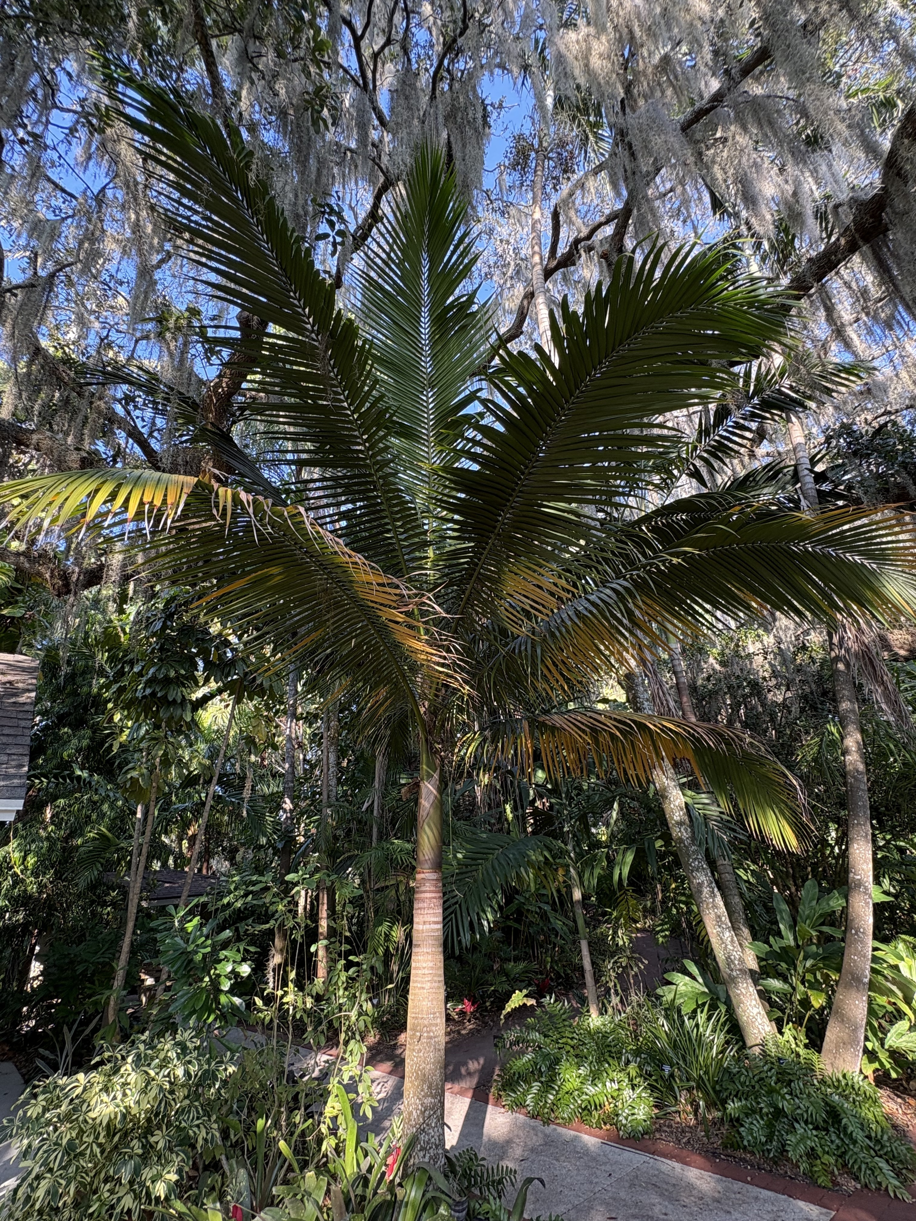 Satakentia liukiuensis