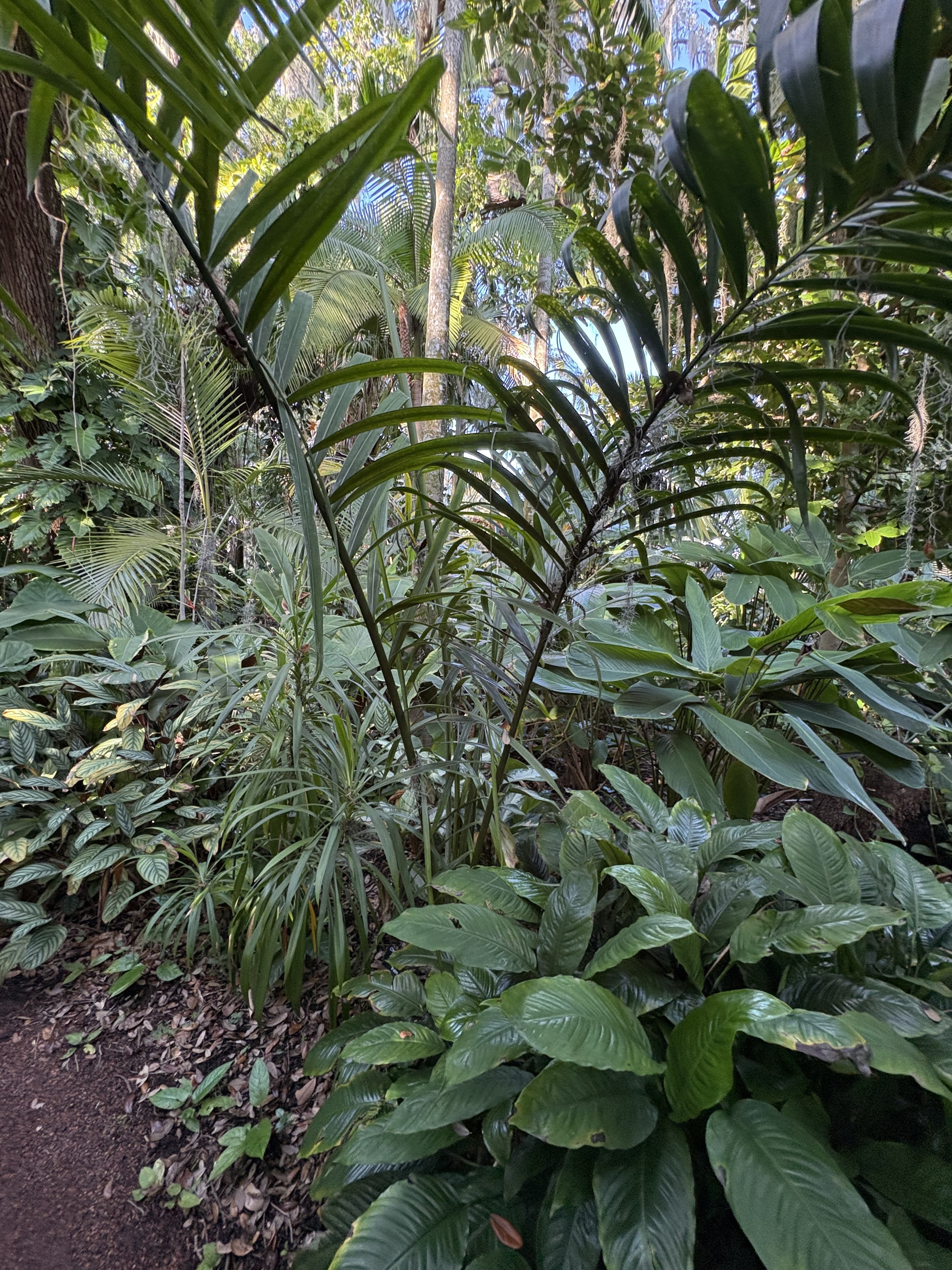 Chrysalidocarpus prestonianus