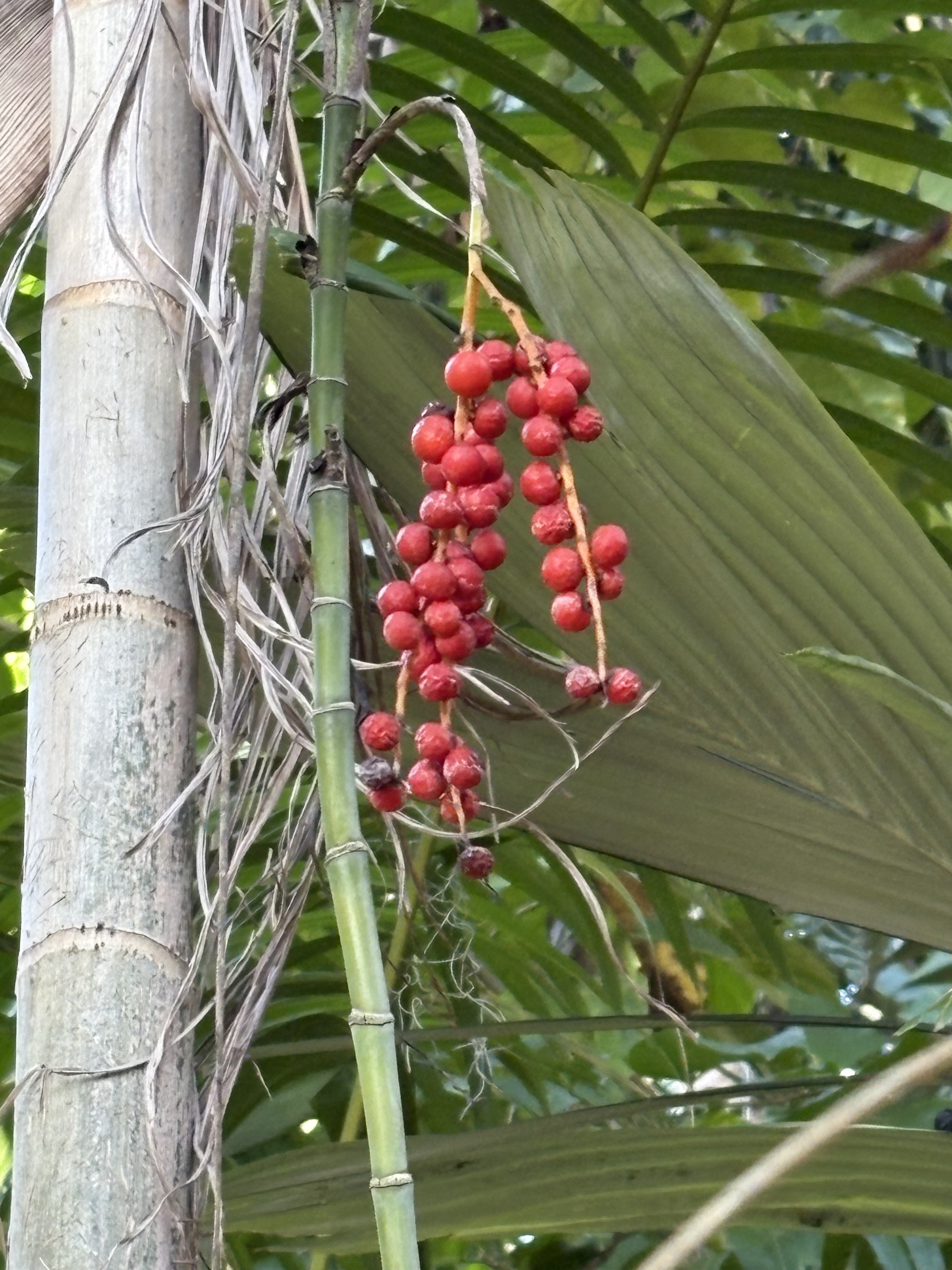 Chamaedorea microspadix
