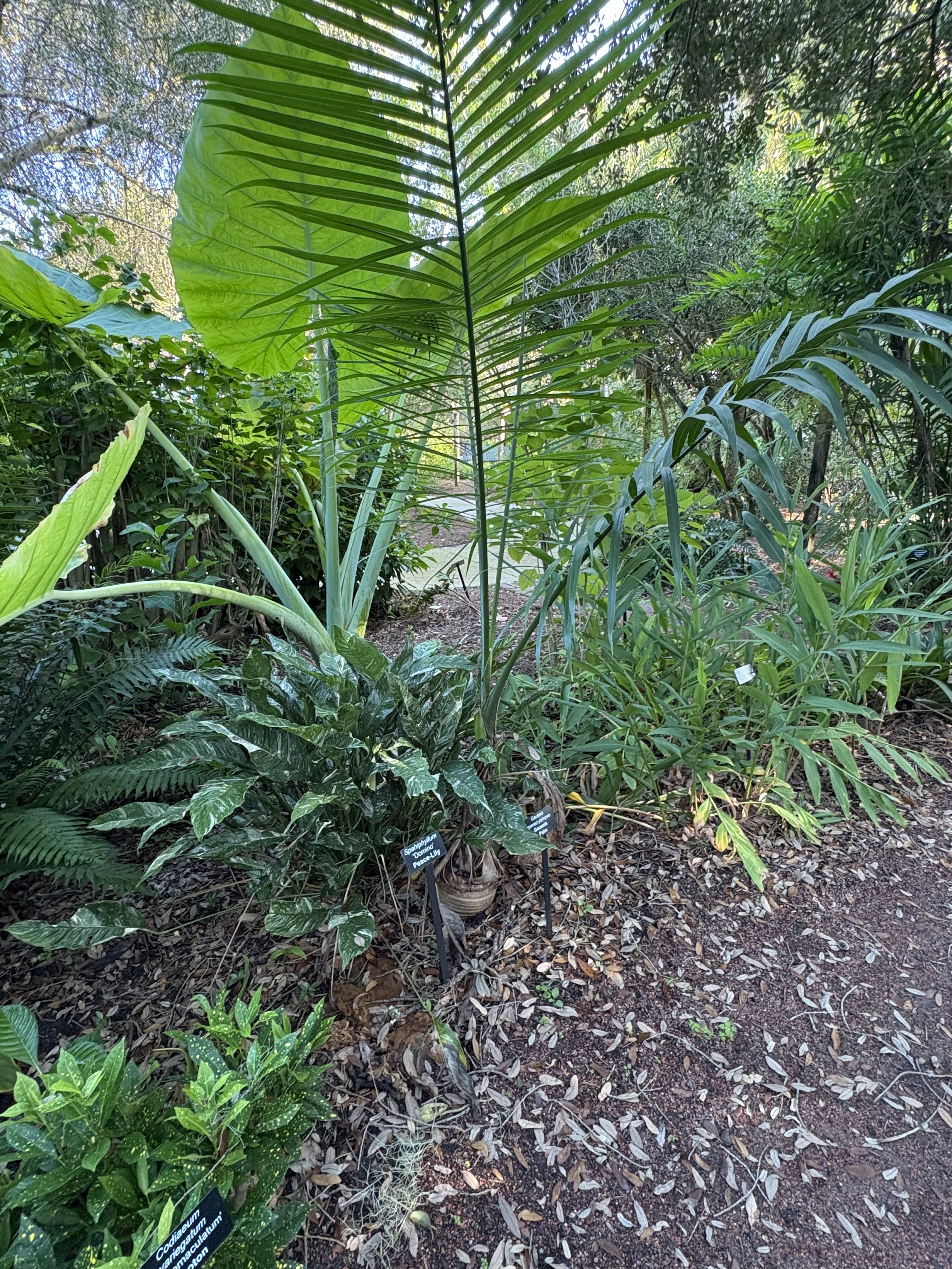 Gaussia gomez-pompae