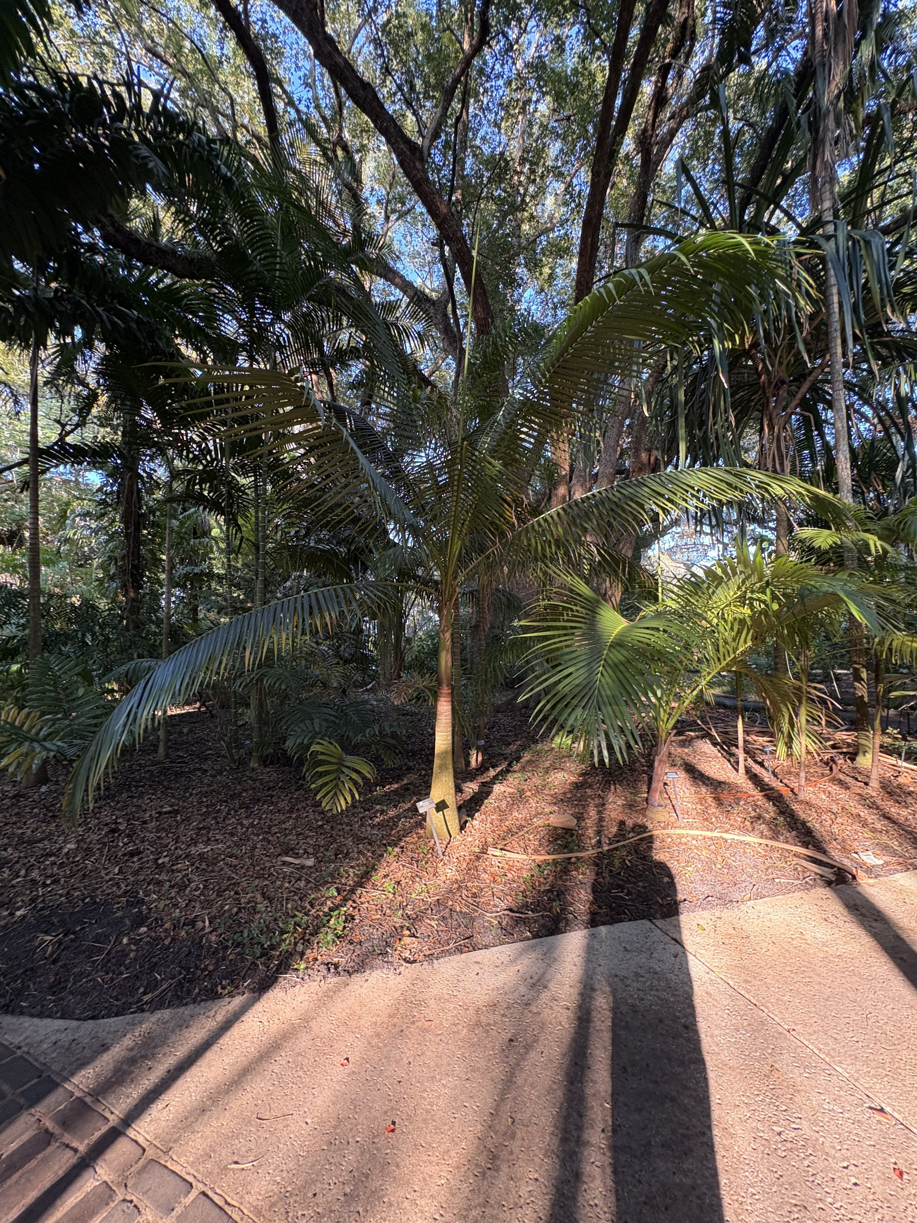 Satakentia liukiuensis