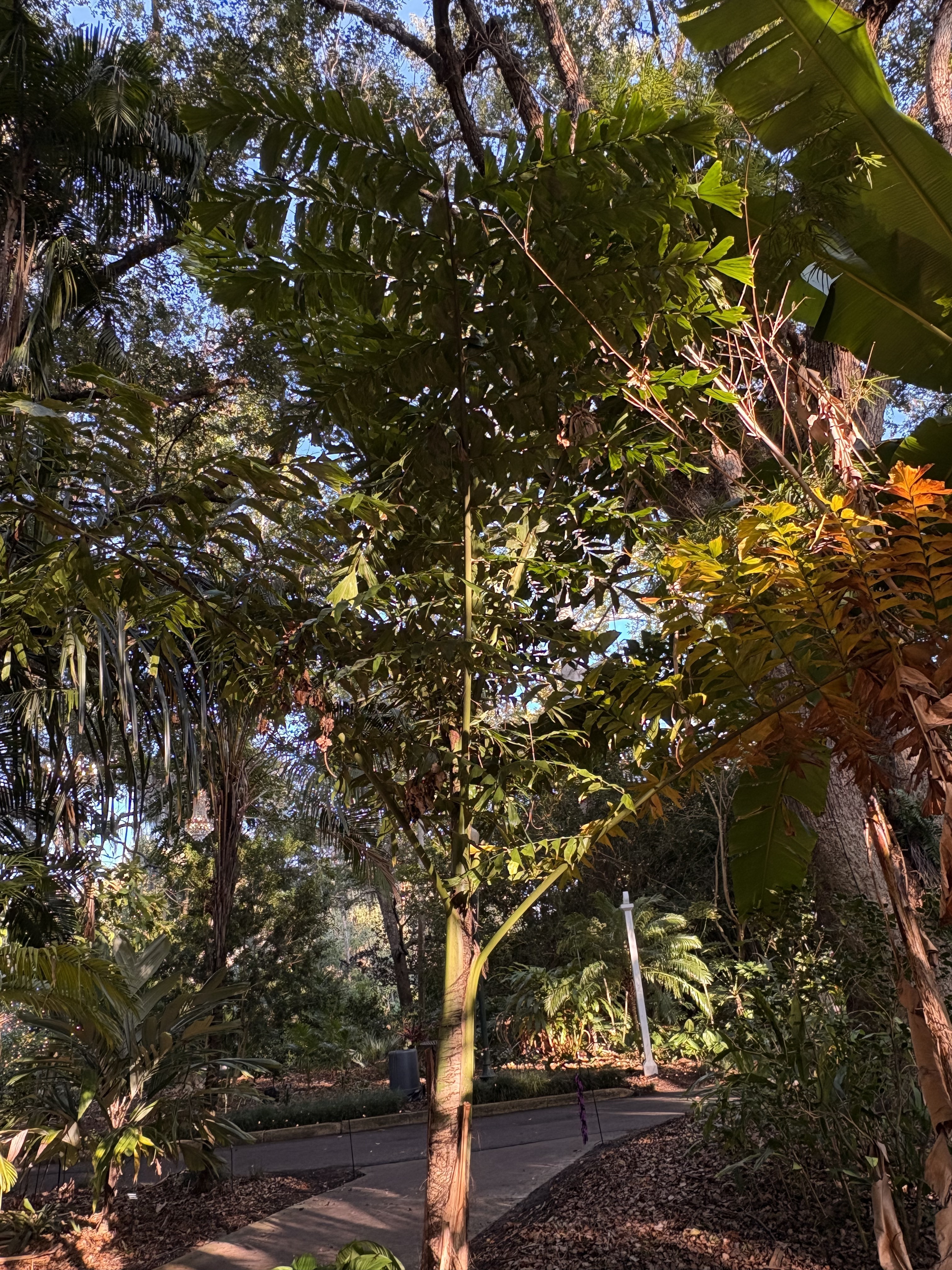 Harry Leu Caryota cumingii