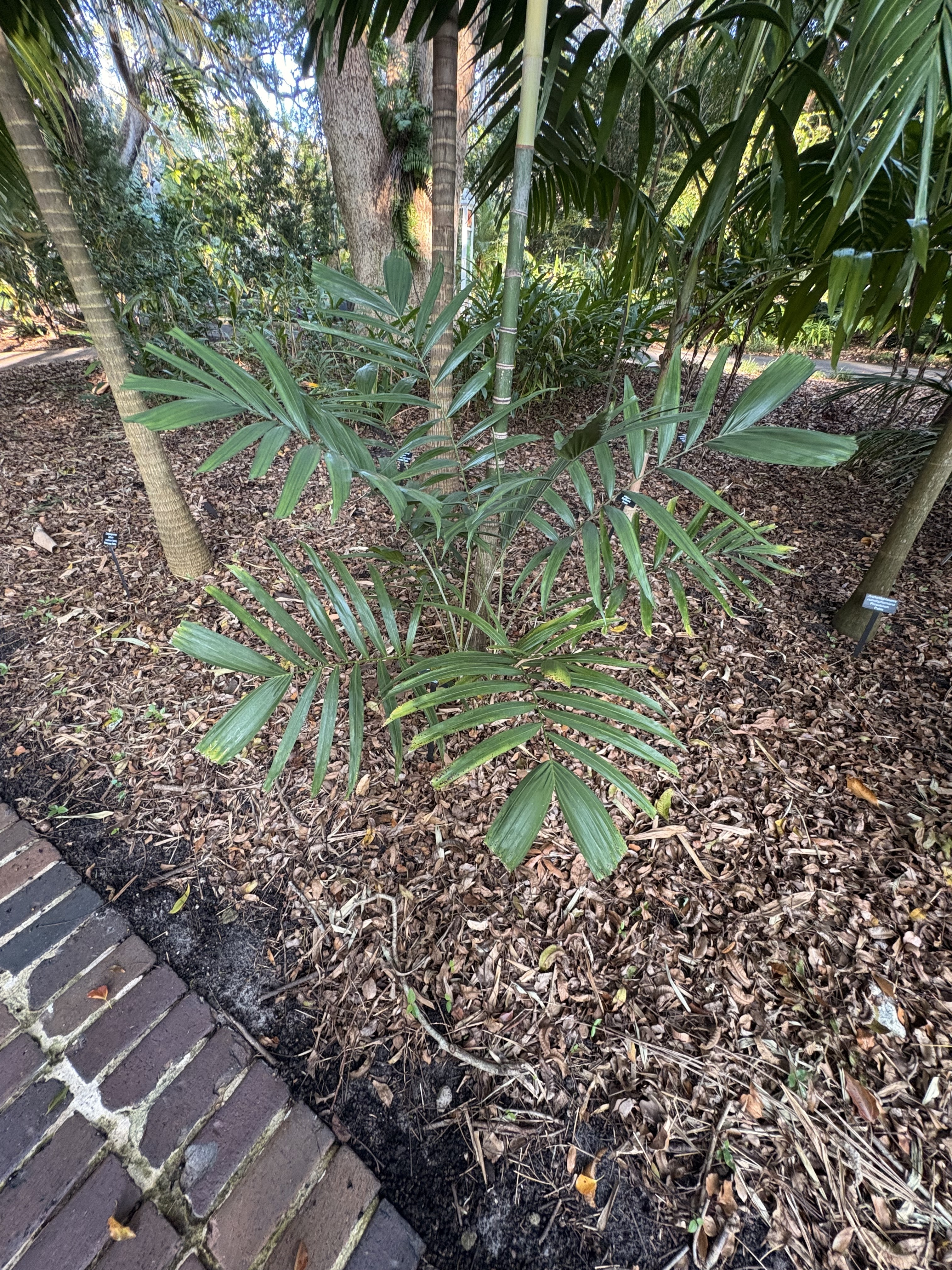 Harry Leu Ptychosperma propinquum