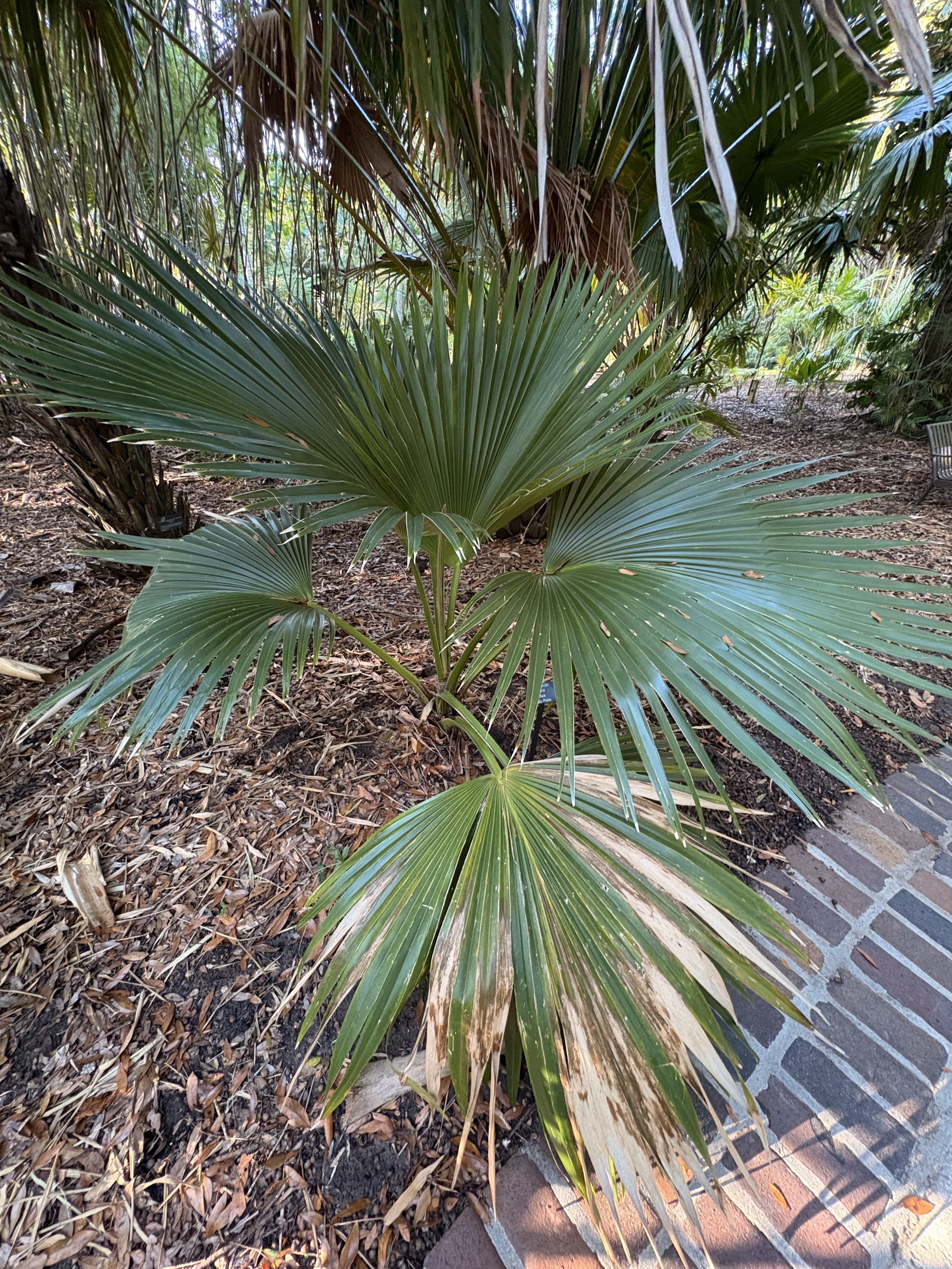 Harry Leu Pritchardia martii