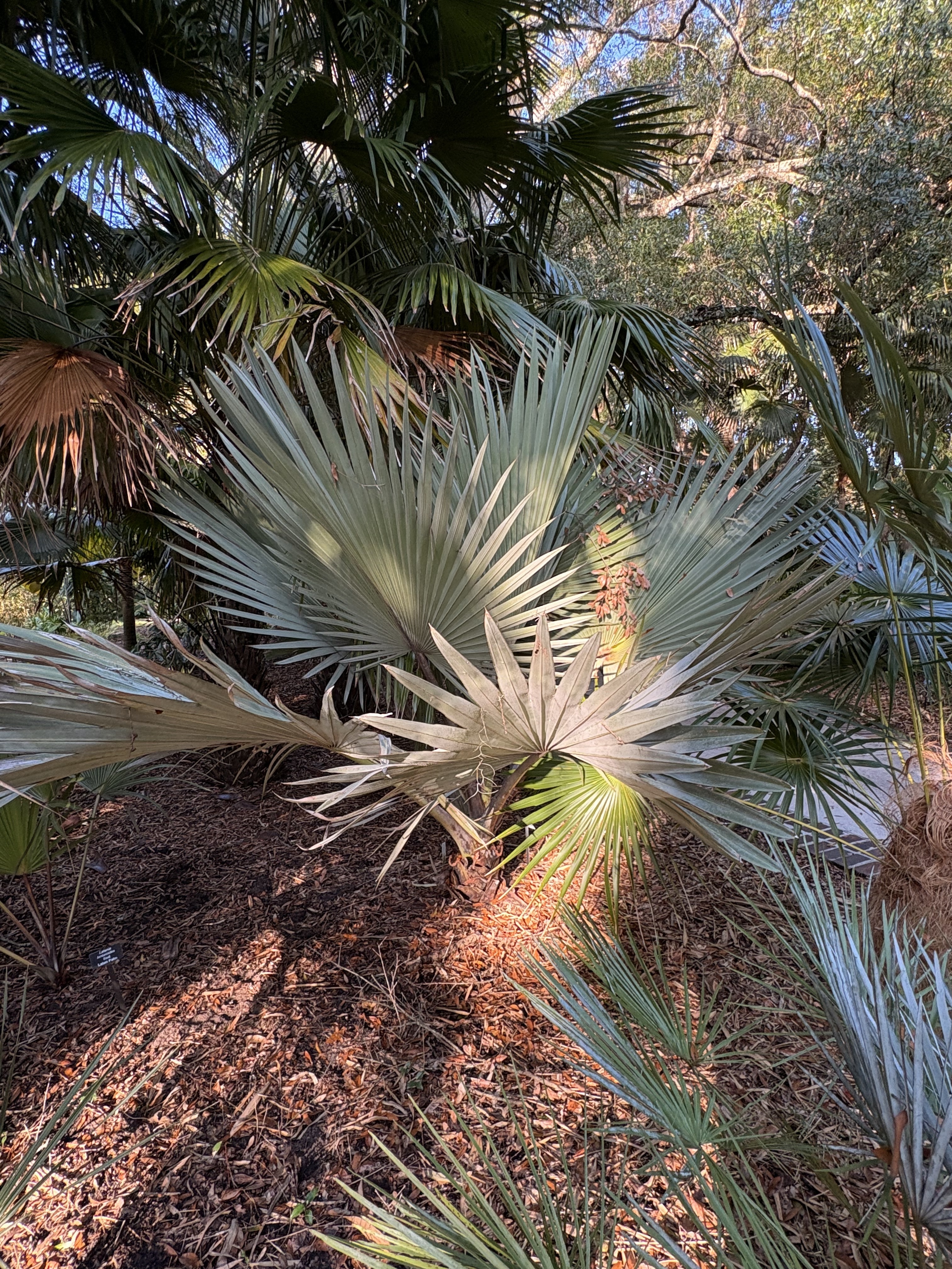 Harry Leu Blue Latan Palm