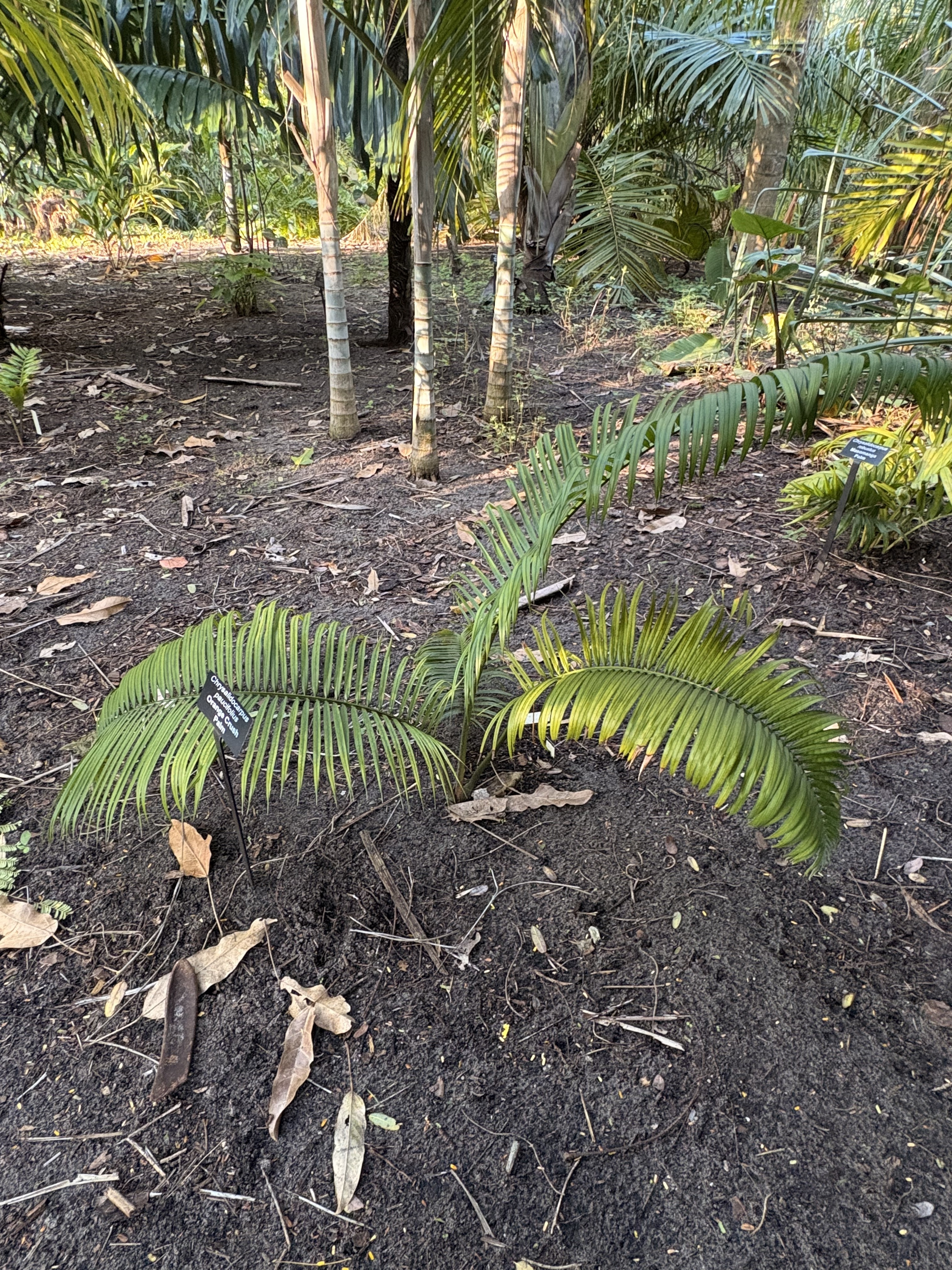 Harry Leu orange Crush Palm