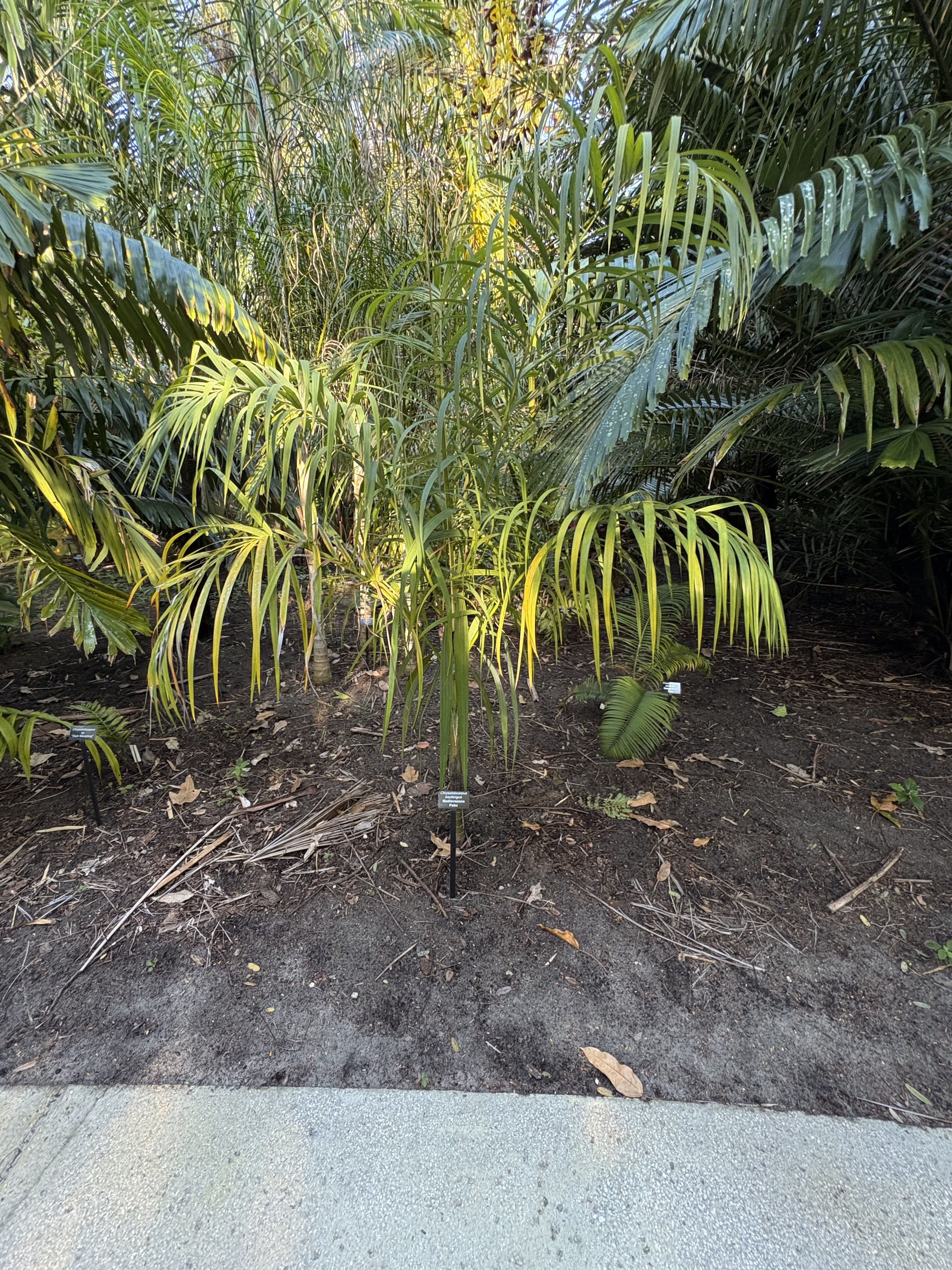 Harry Leu Chrysalidocarpus basilongus