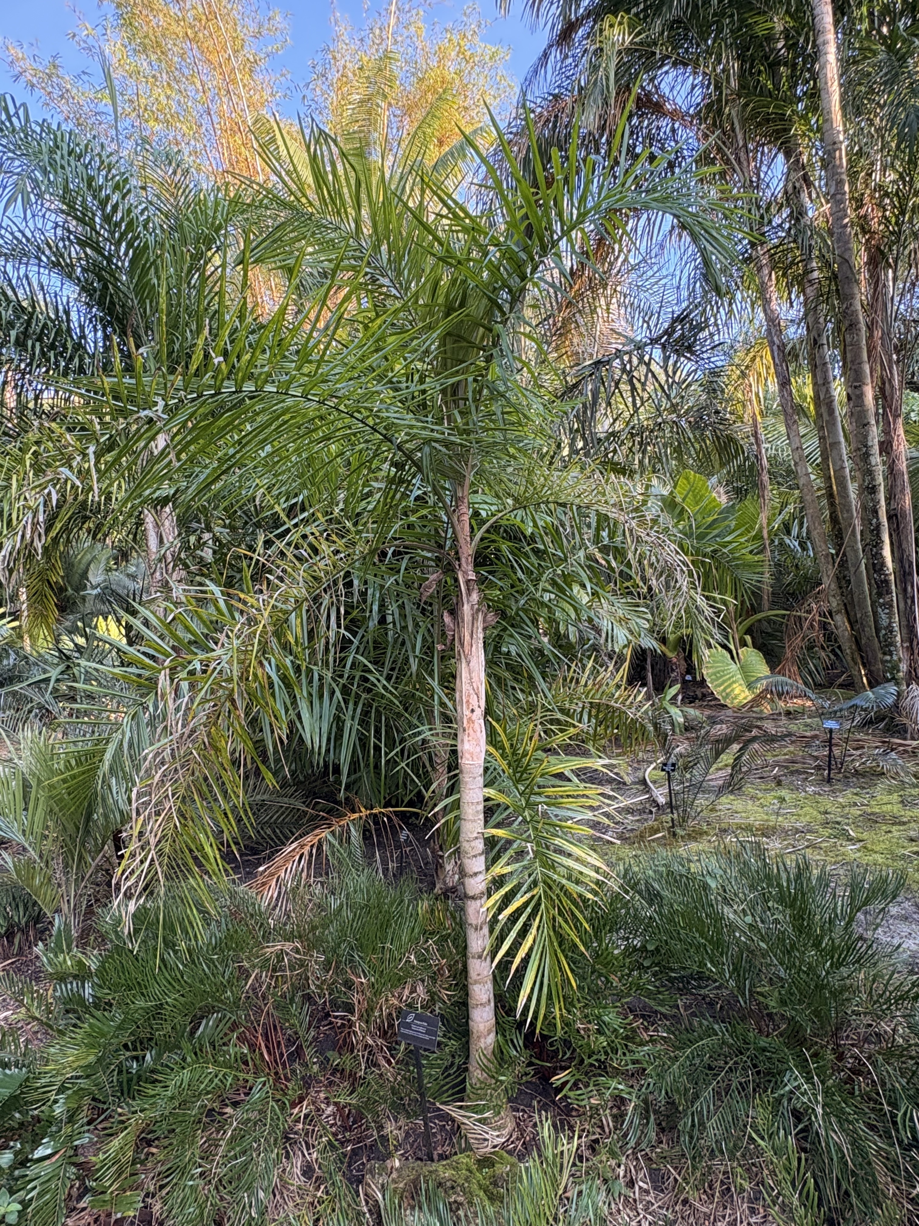 Harry Leu Syagrus pseudococos