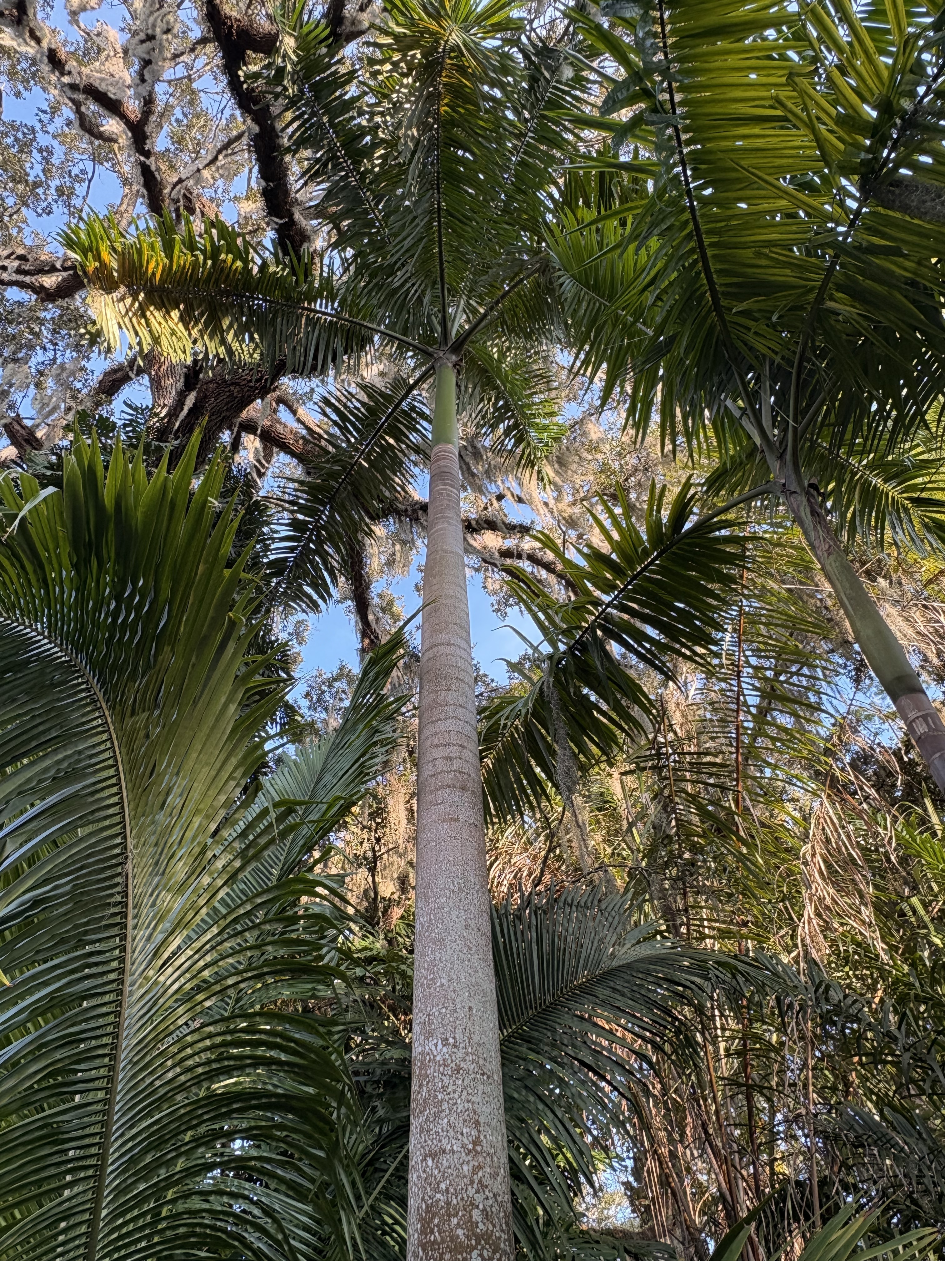 Harry Leu Roystonea princeps