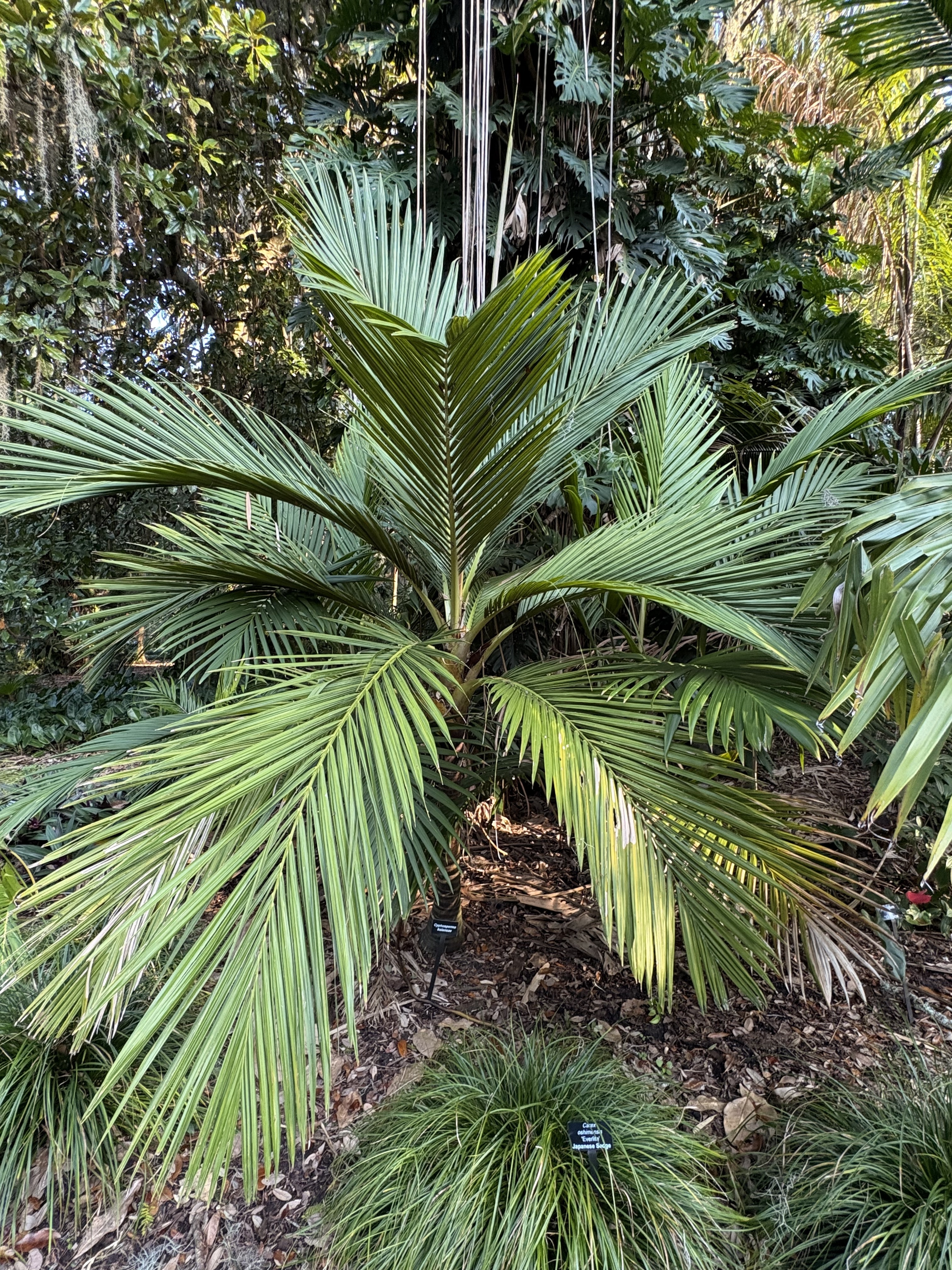 Harry Leu cyphosperma balansae 2