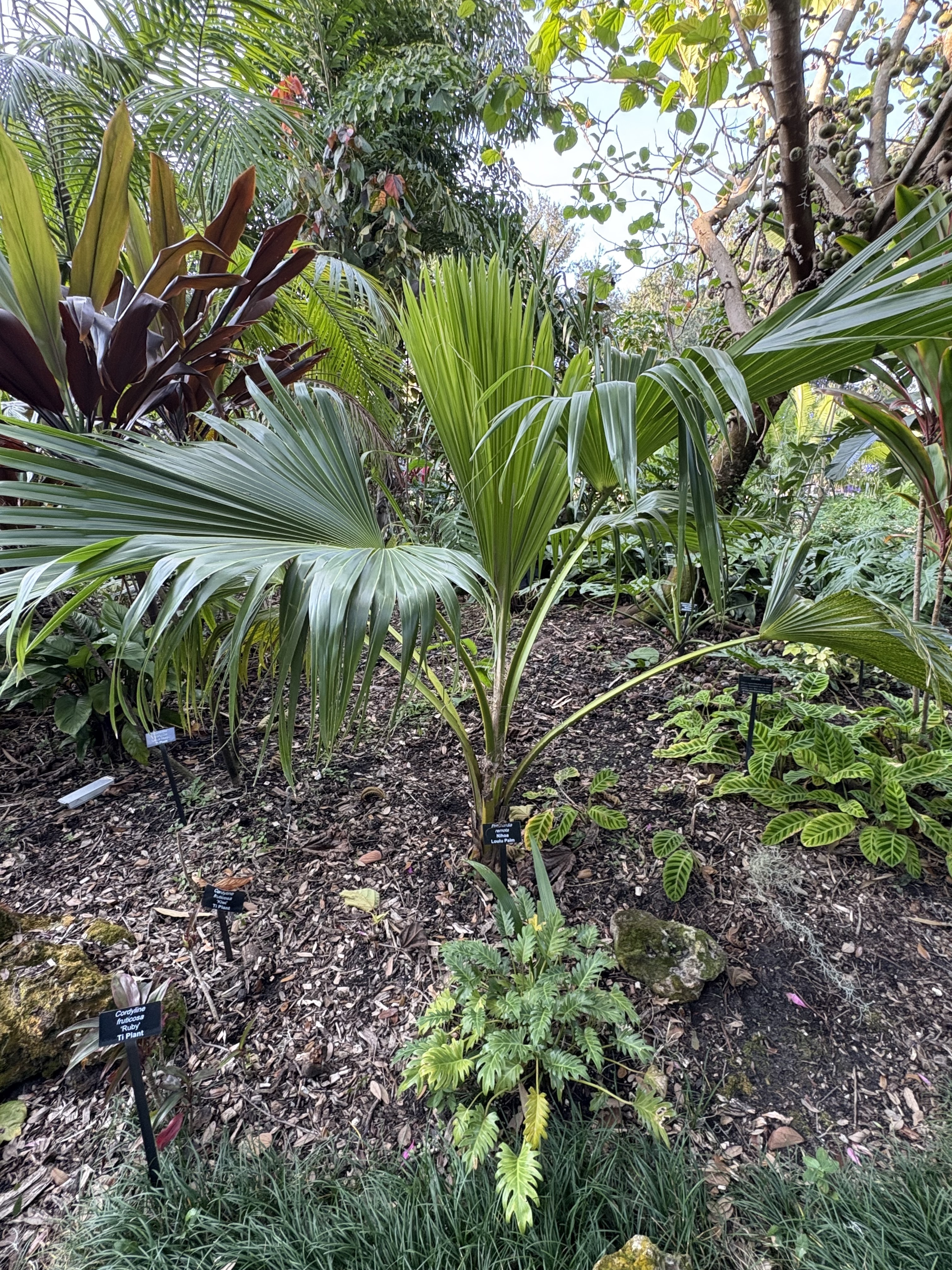 Harry Leu Pritchardis remota