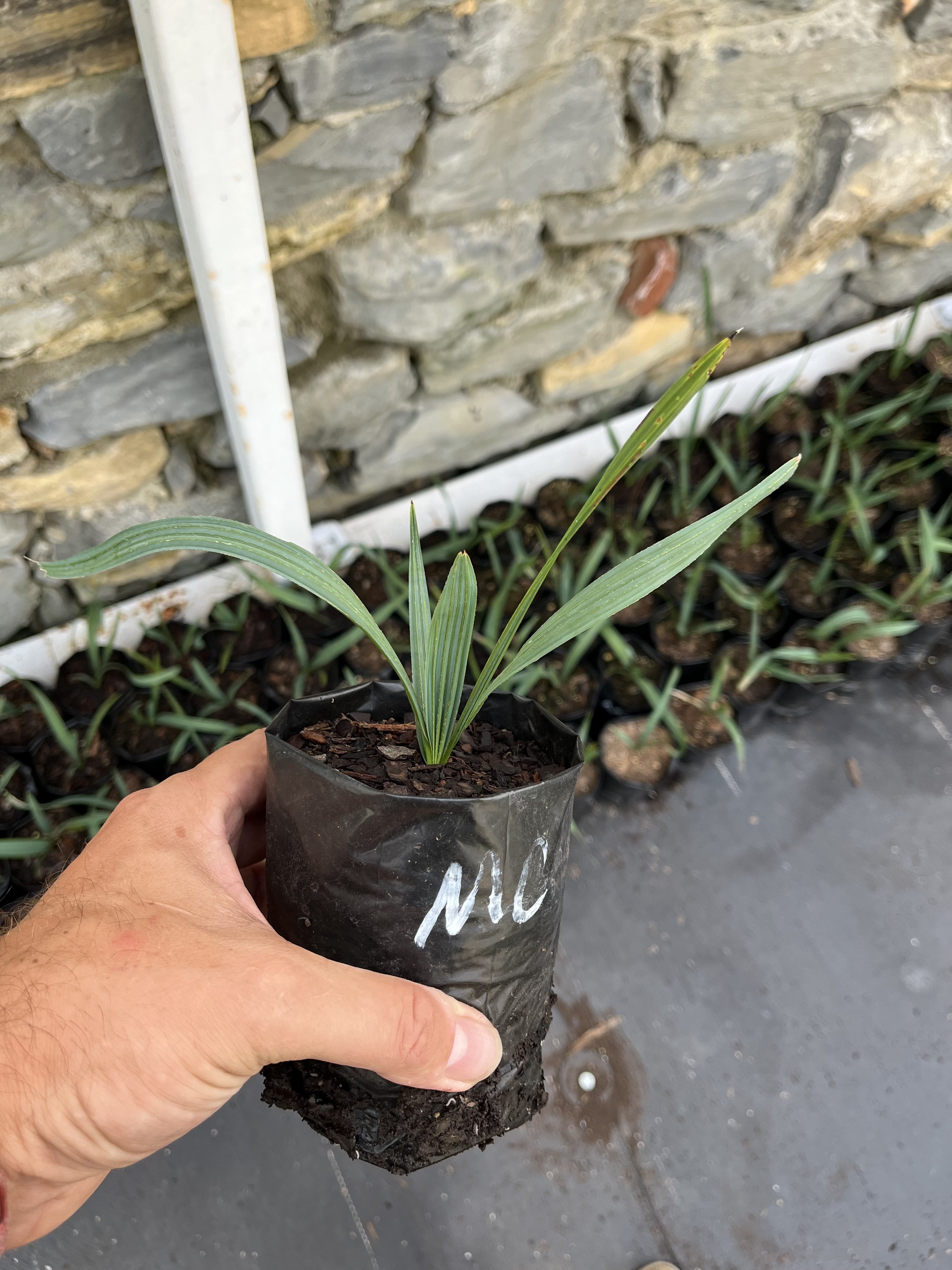 Sabal minor 'McCurtain'