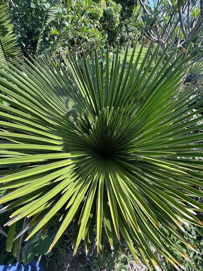 Copernicia macroglossa