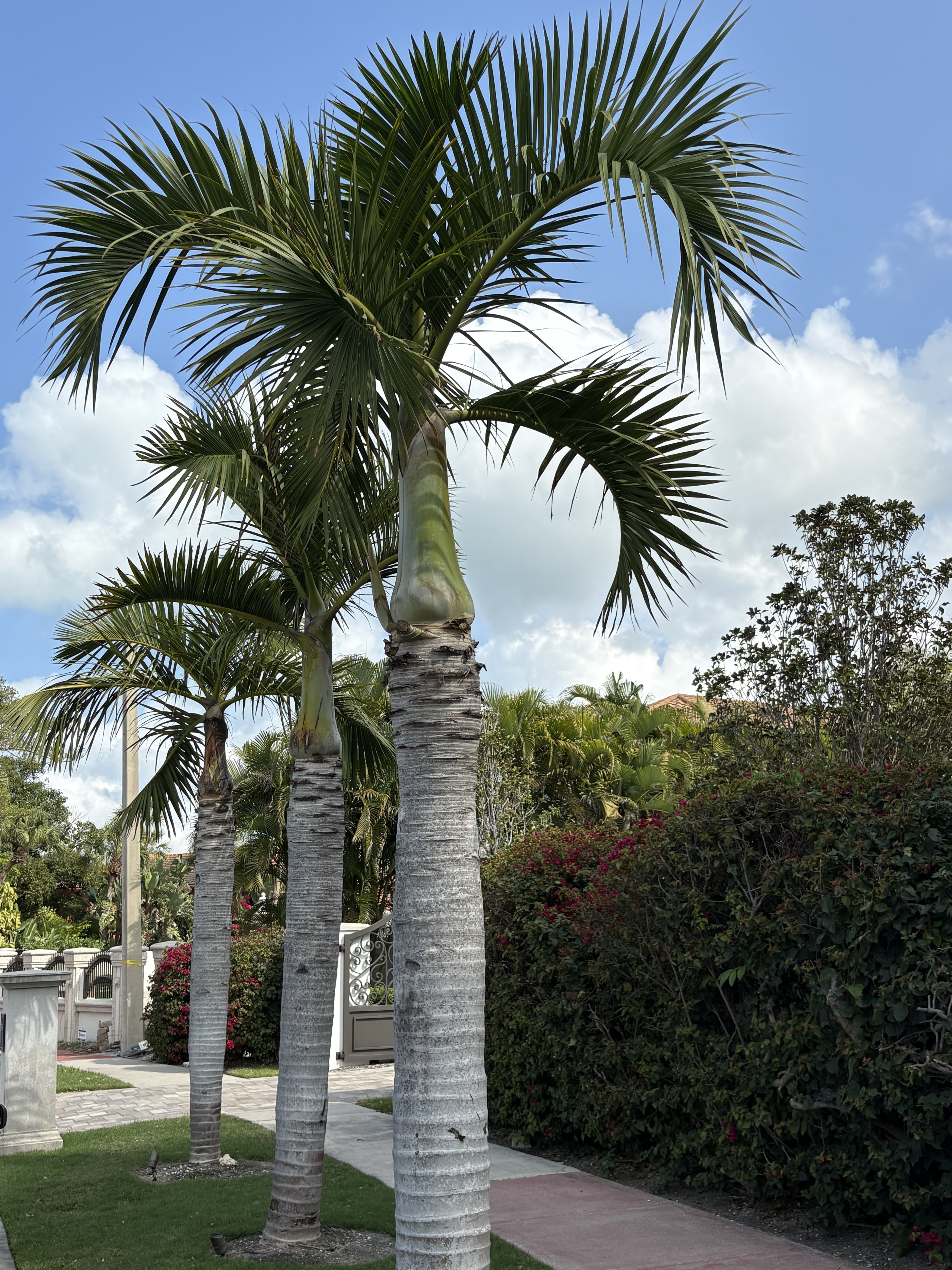 Hyophorbe verschaffeltii