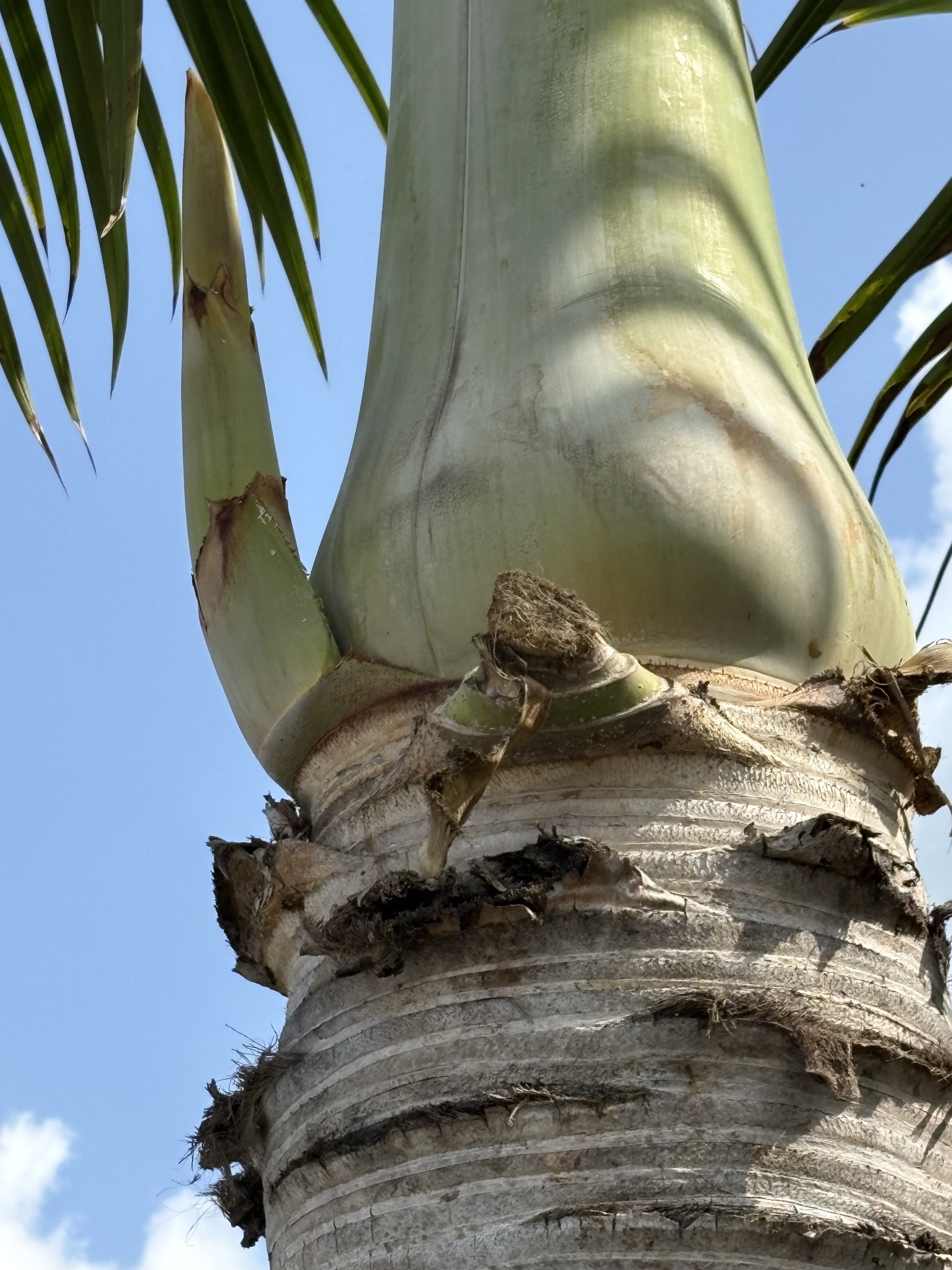 Hyophorbe verschaffeltii