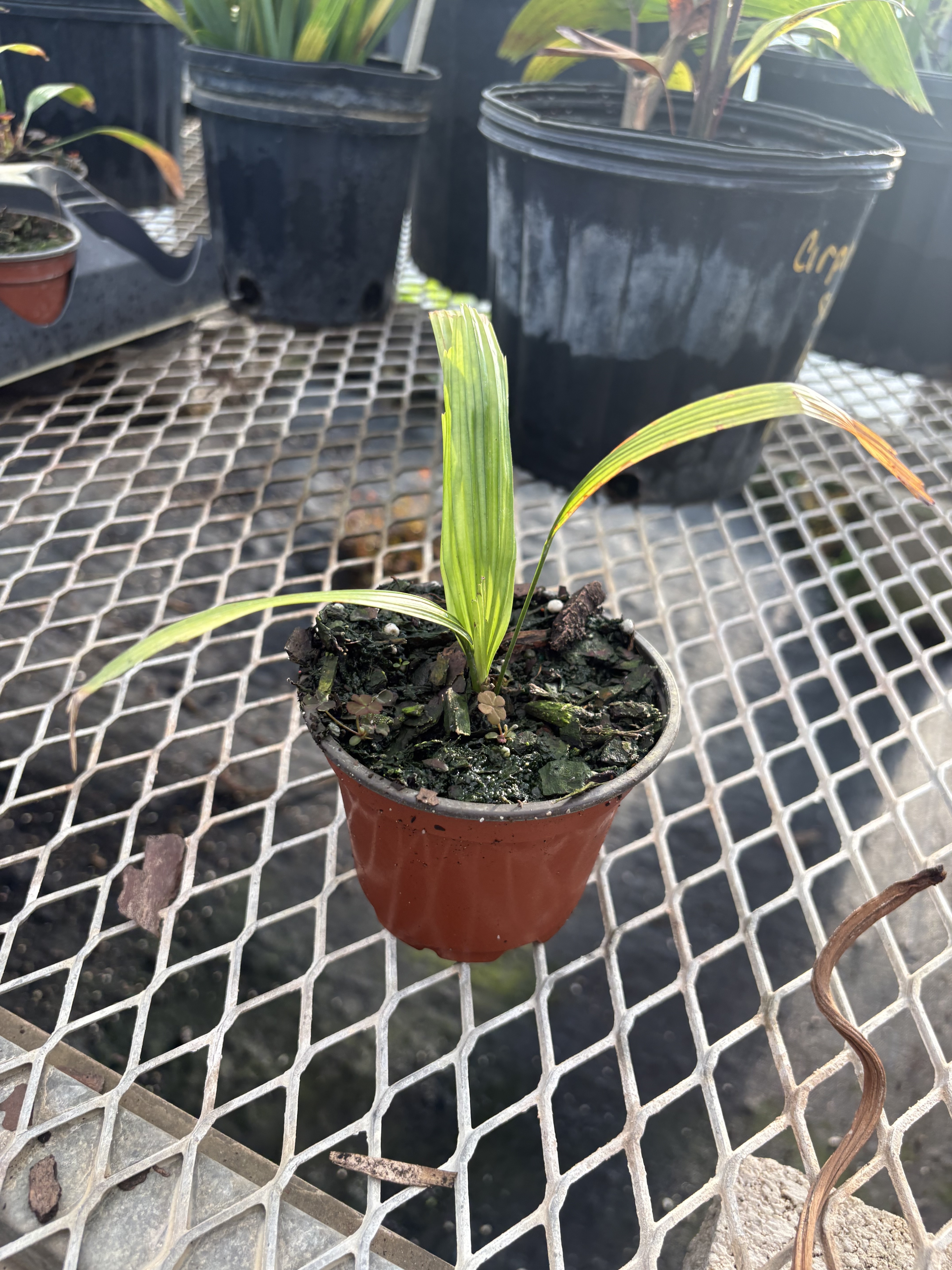 Licuala ramsayi var. ramsayi