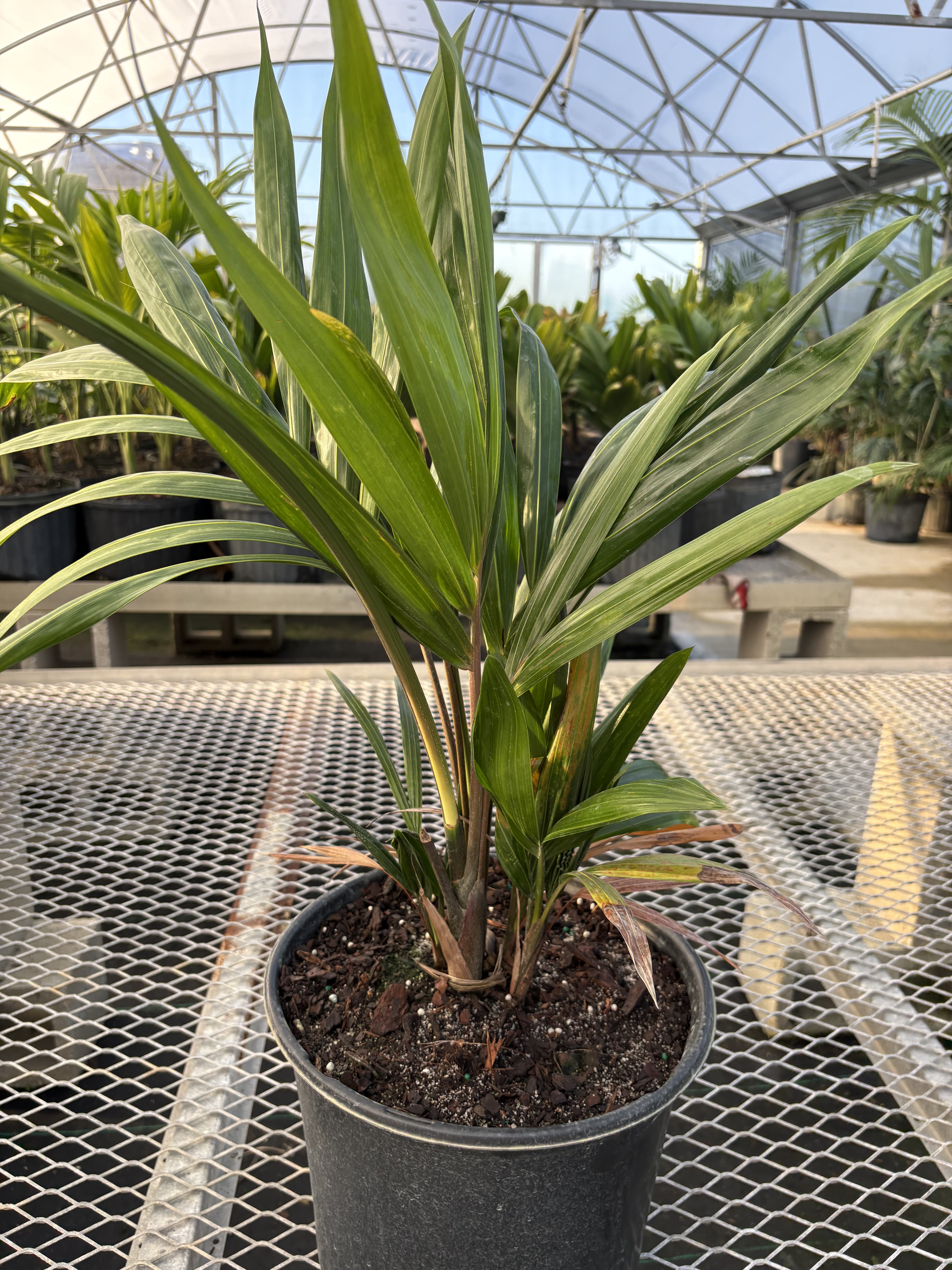 Chrysalidocarpus pembanus