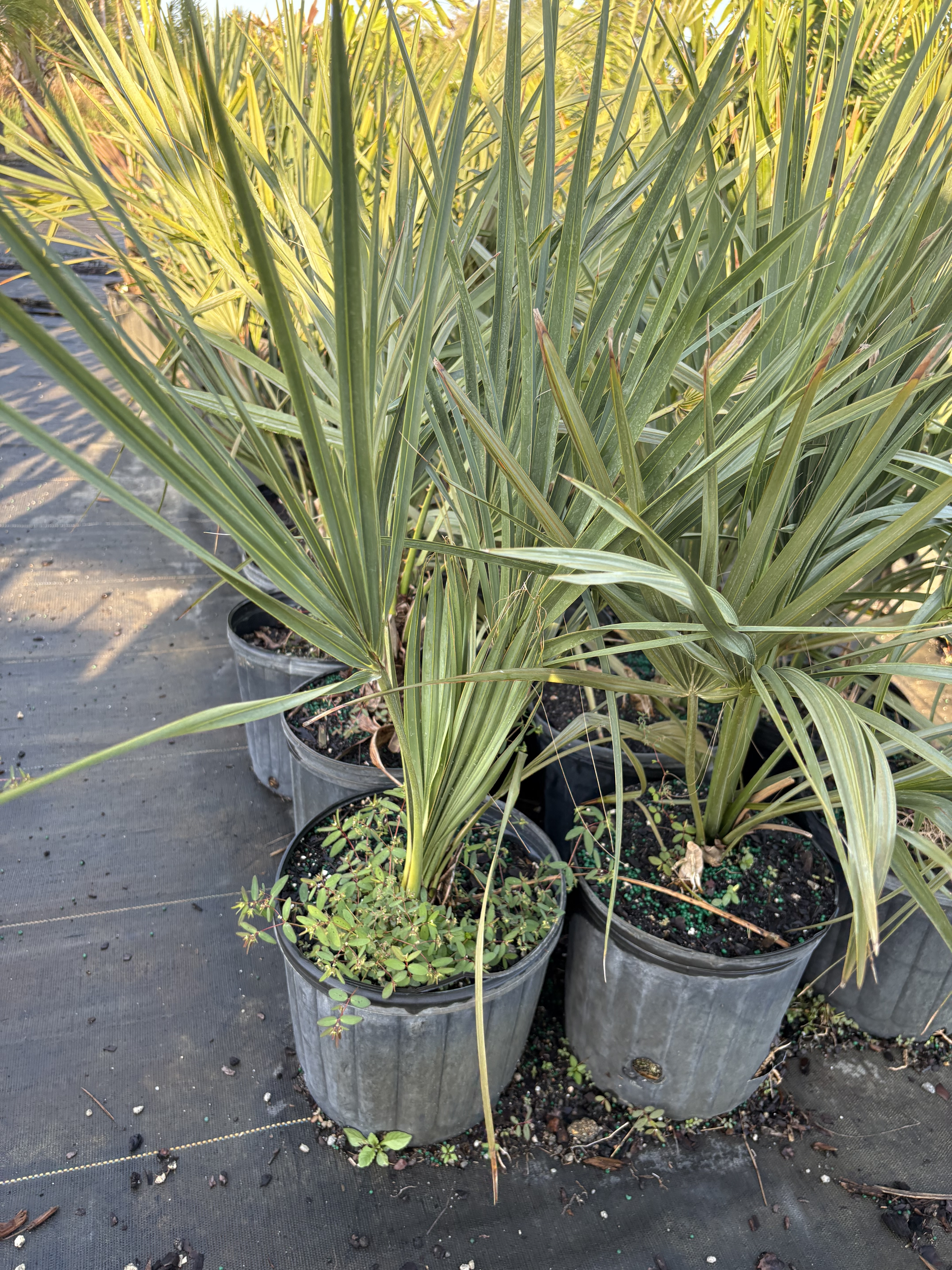 Sabal palmetto