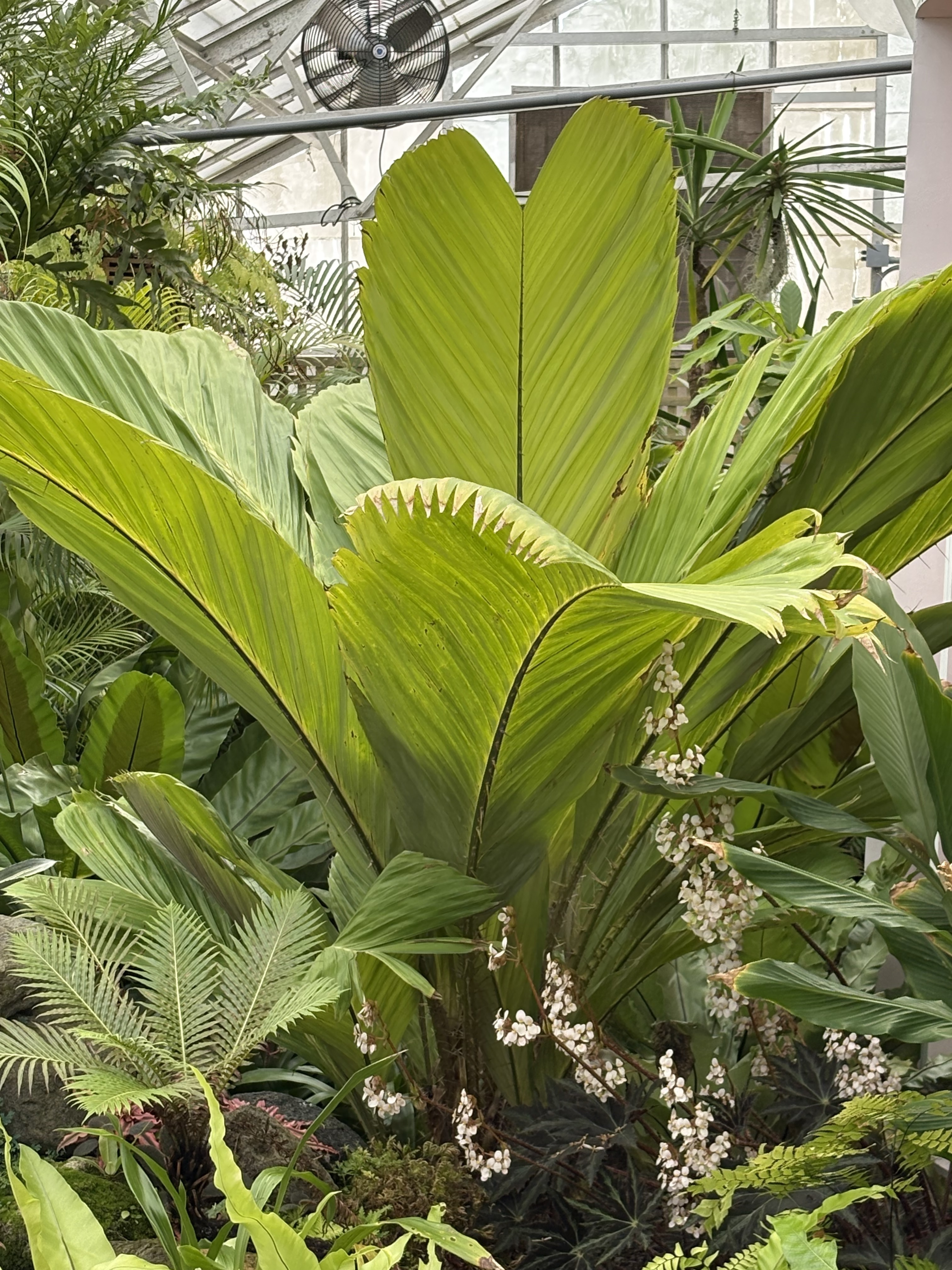 Silbey Gardens Salacca magnifica