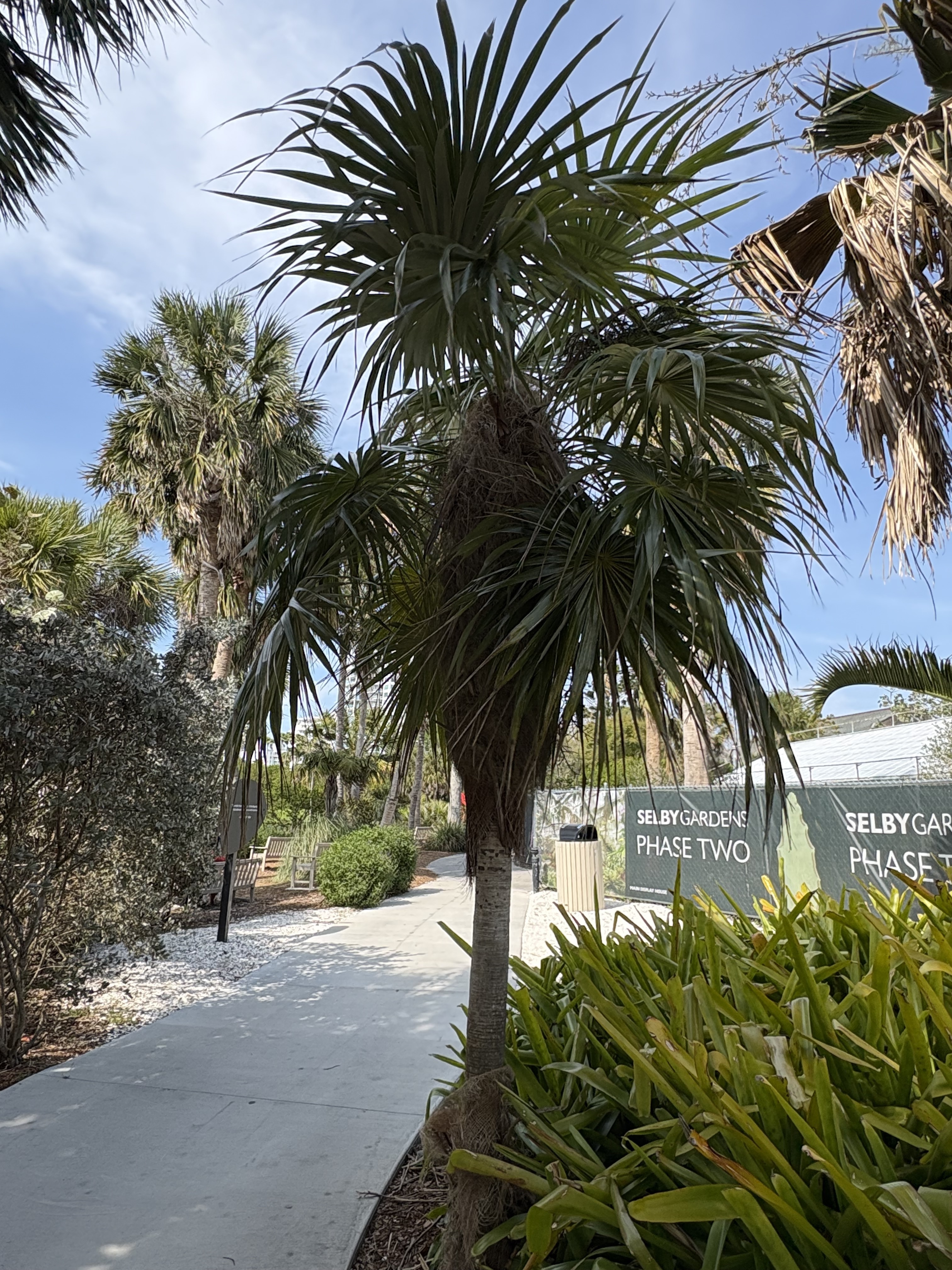 Silbey Gardens Coccothrinax crinita