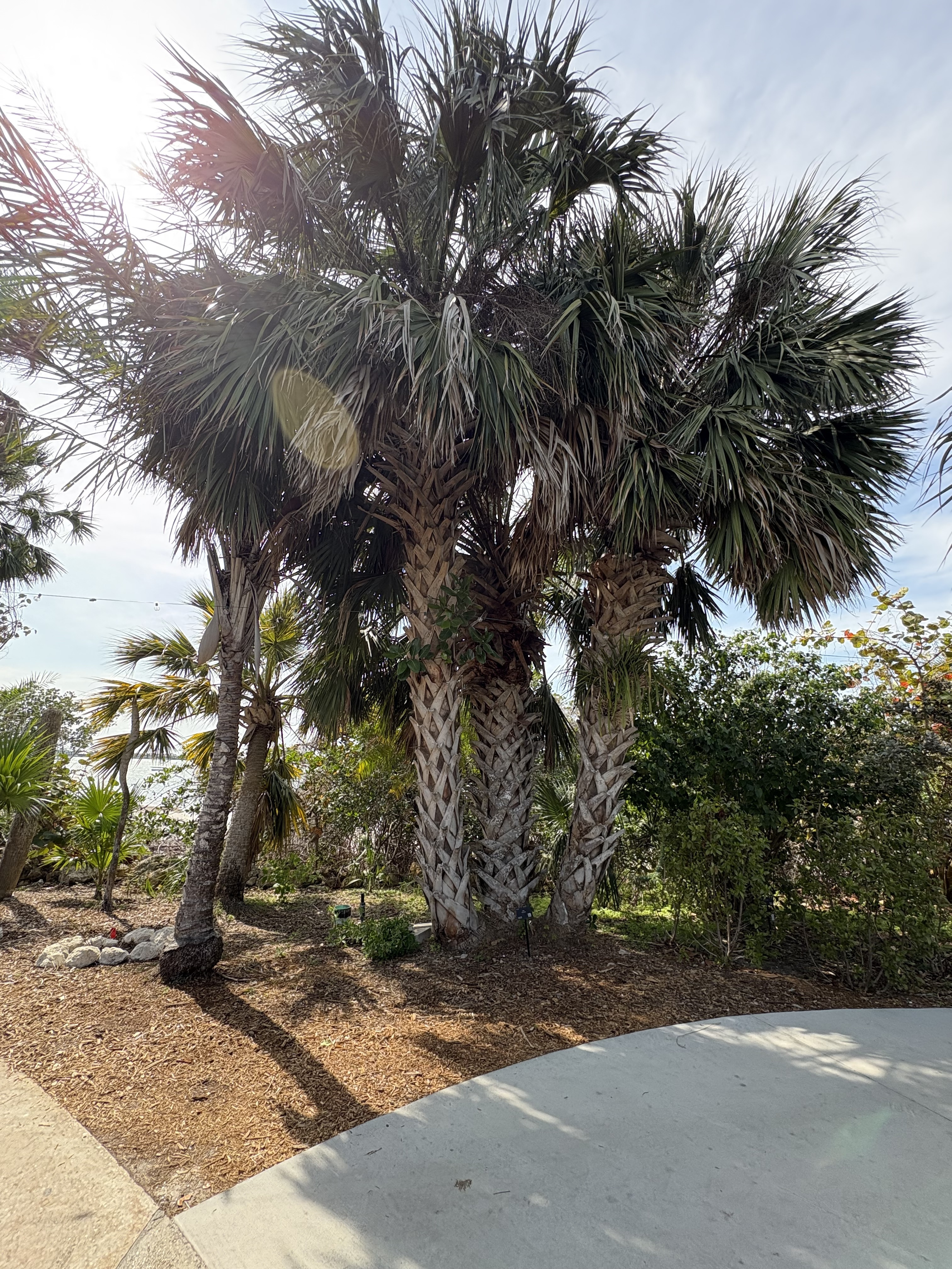 Silbey Gardens Sabal riverside