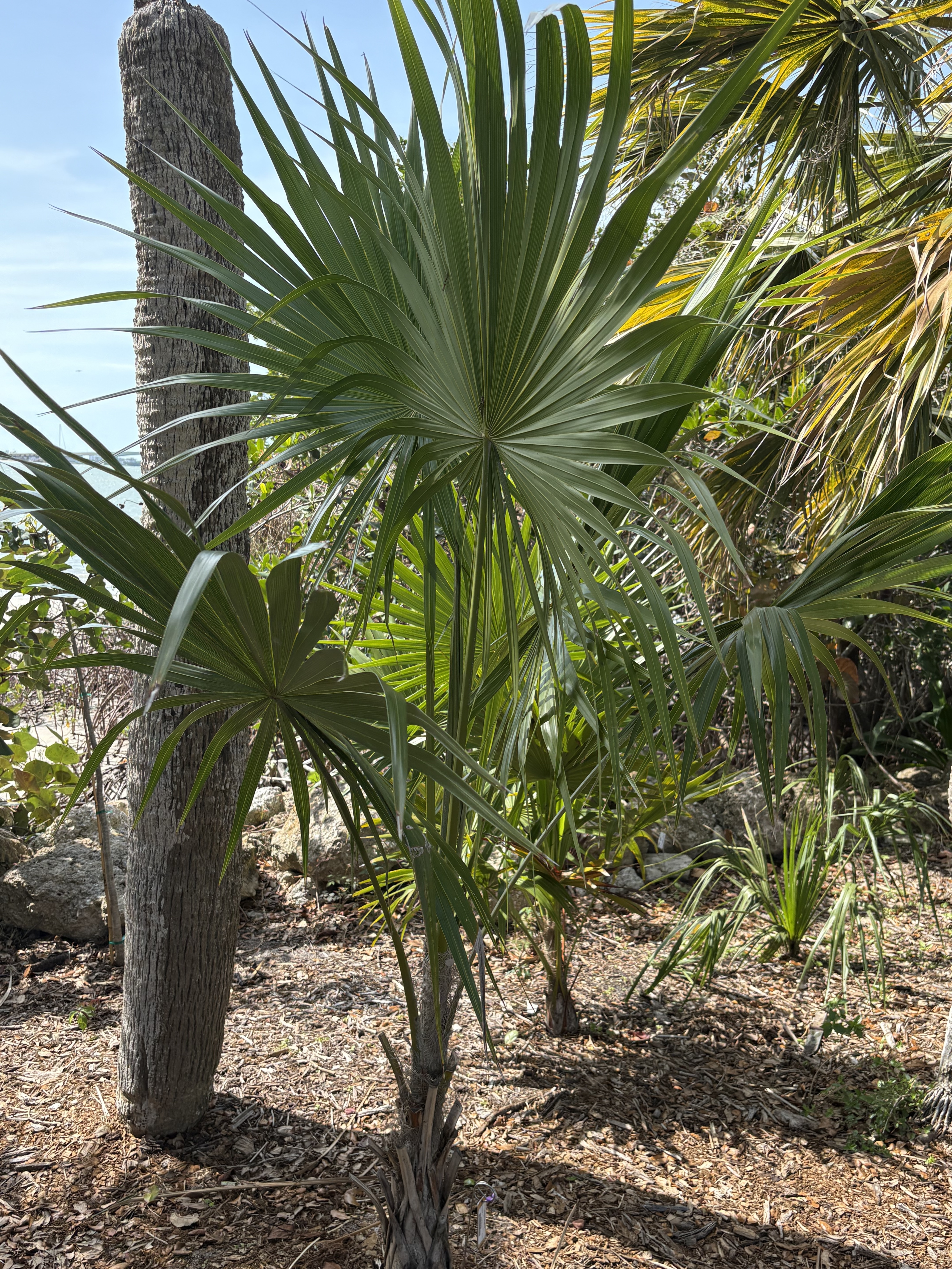 Silbey Gardens Thrinax parviflora
