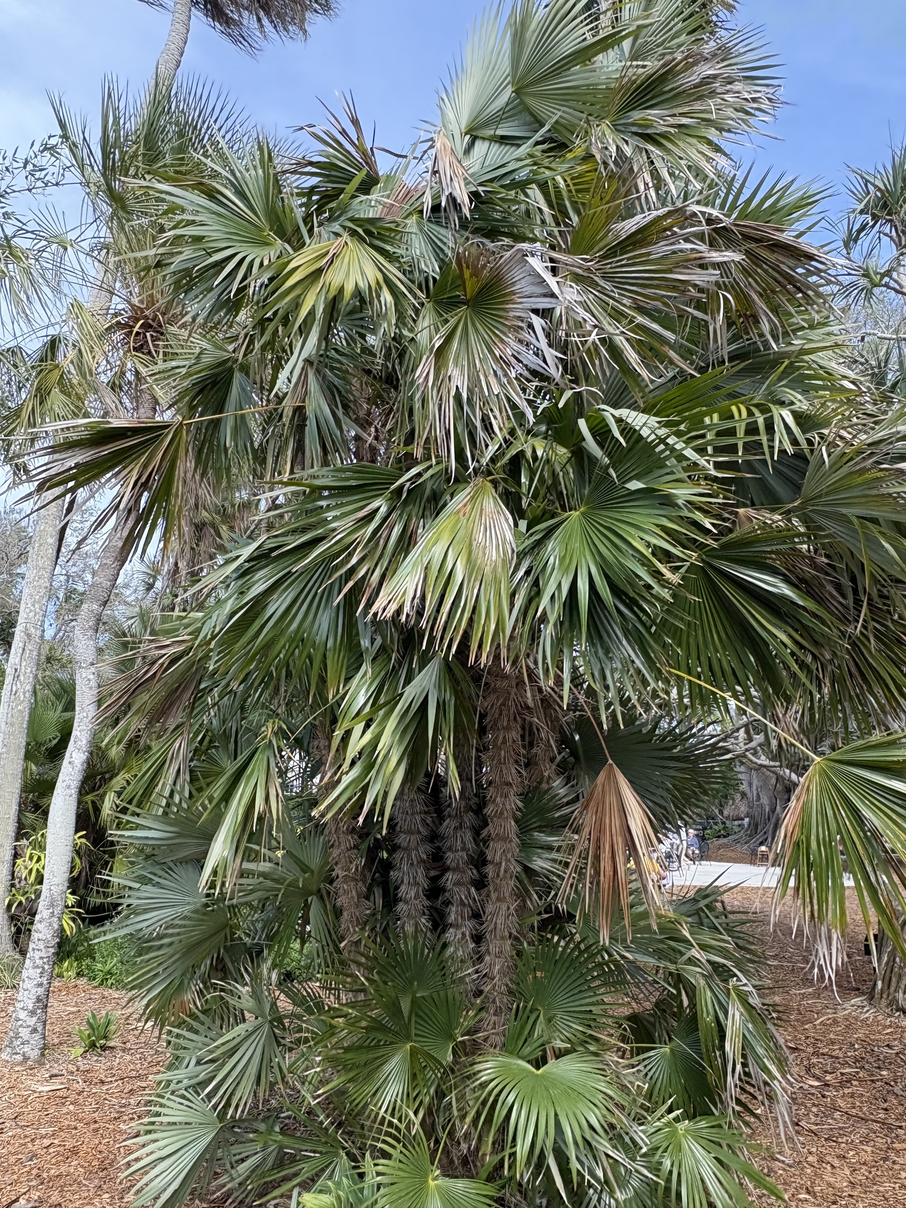 Silbey Gardens Zombia antillarum