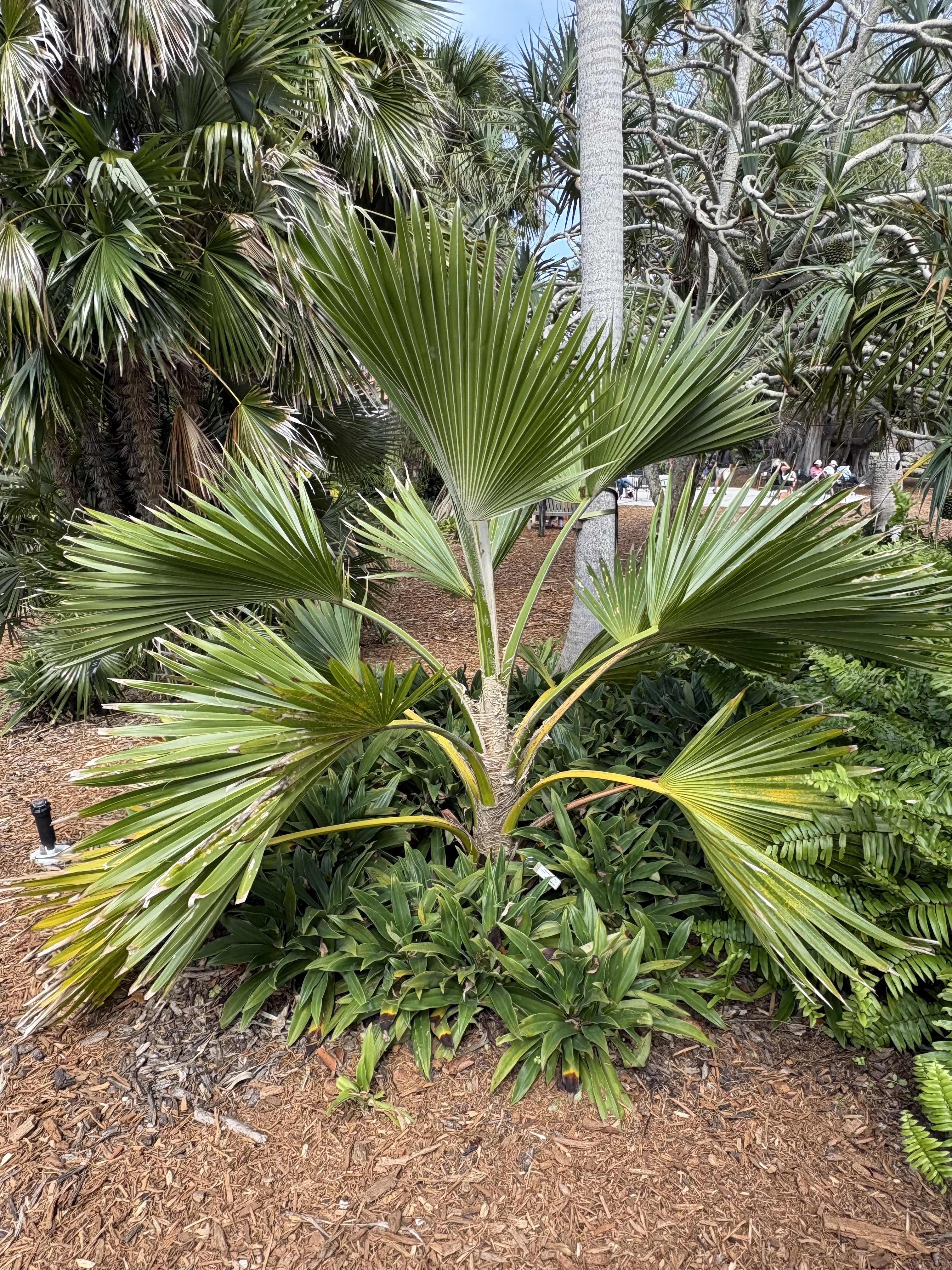 Silbey Gardens Pritchardia hillenbrandii